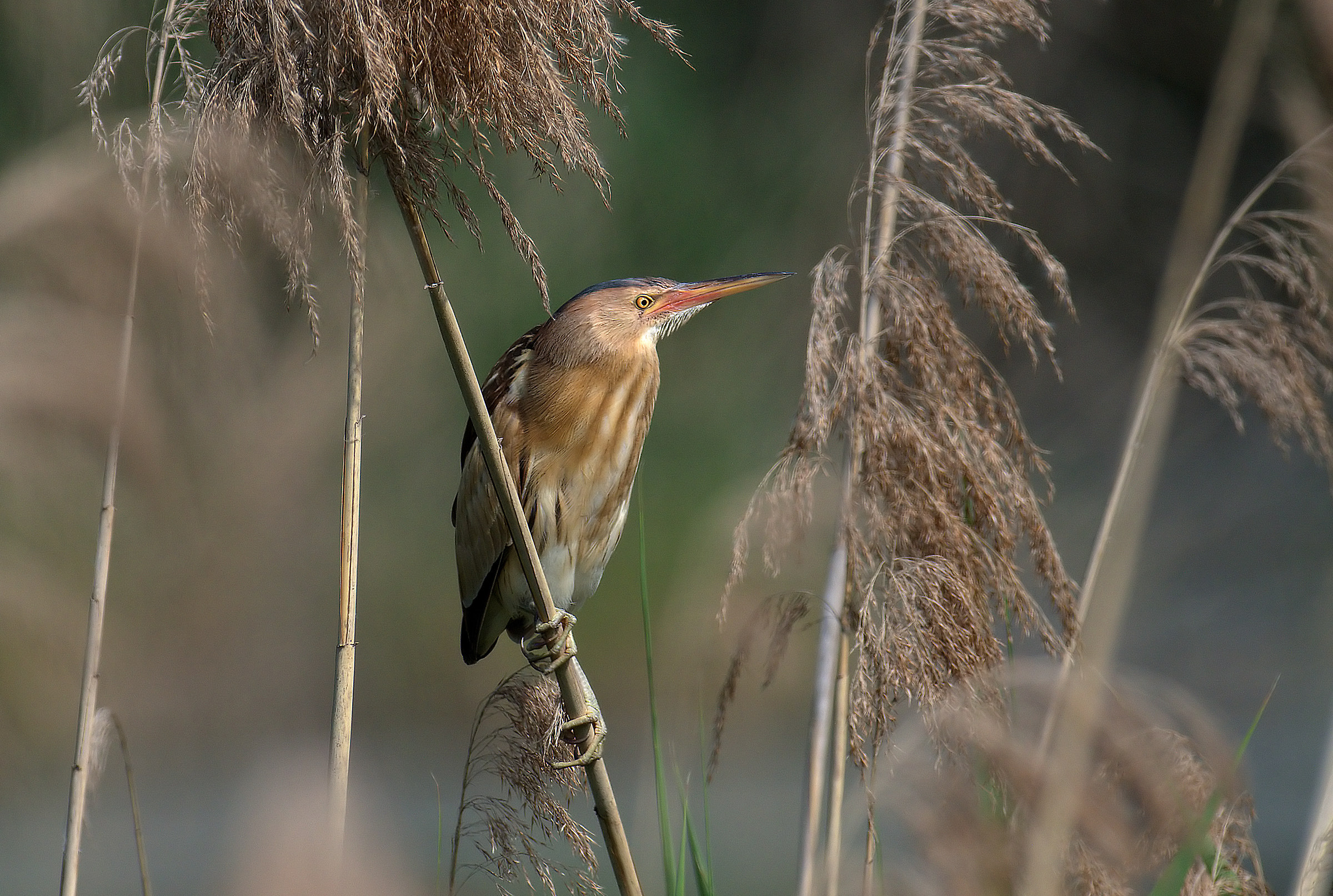 bittern