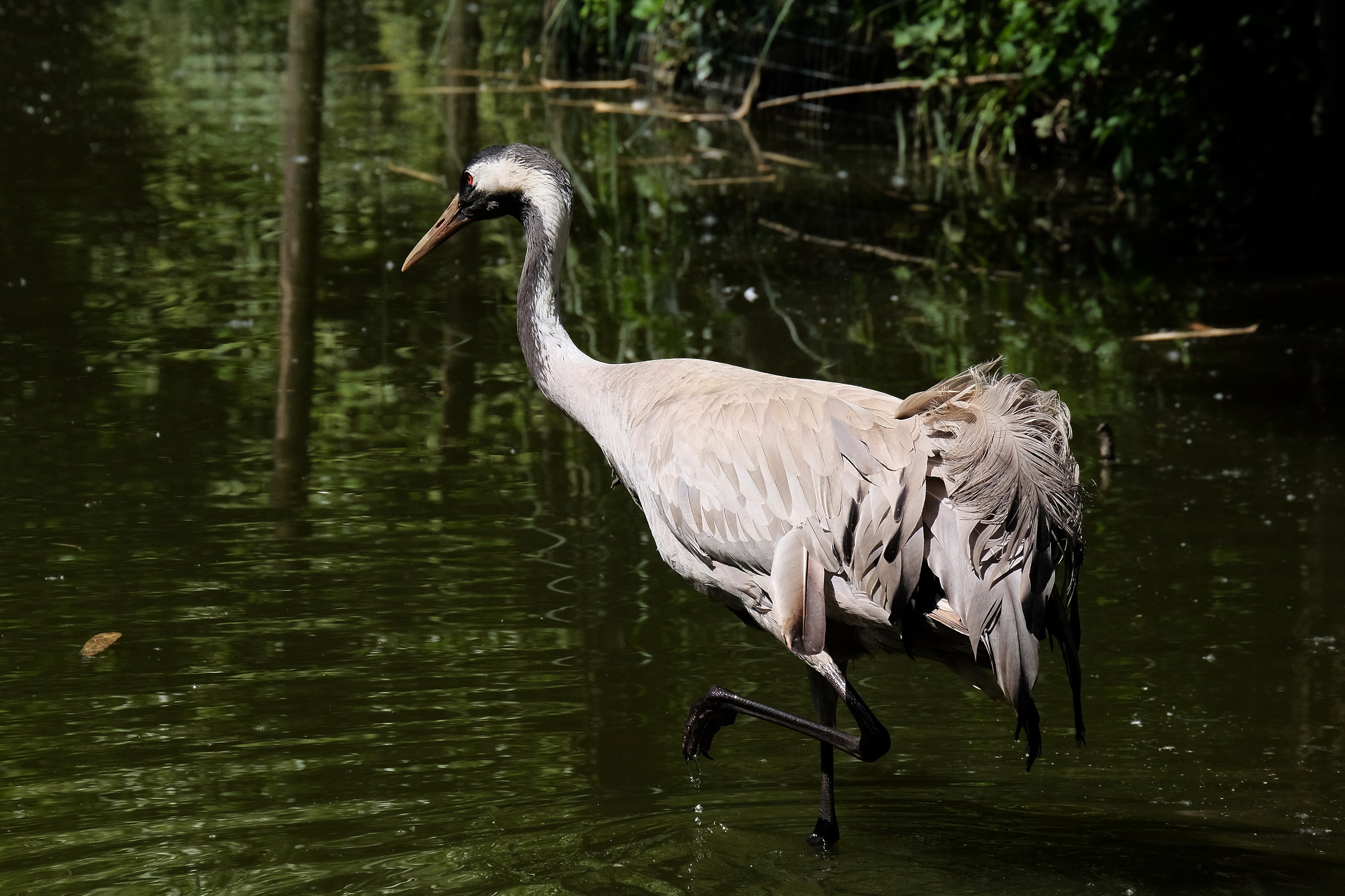 La gru cenerina a spasso