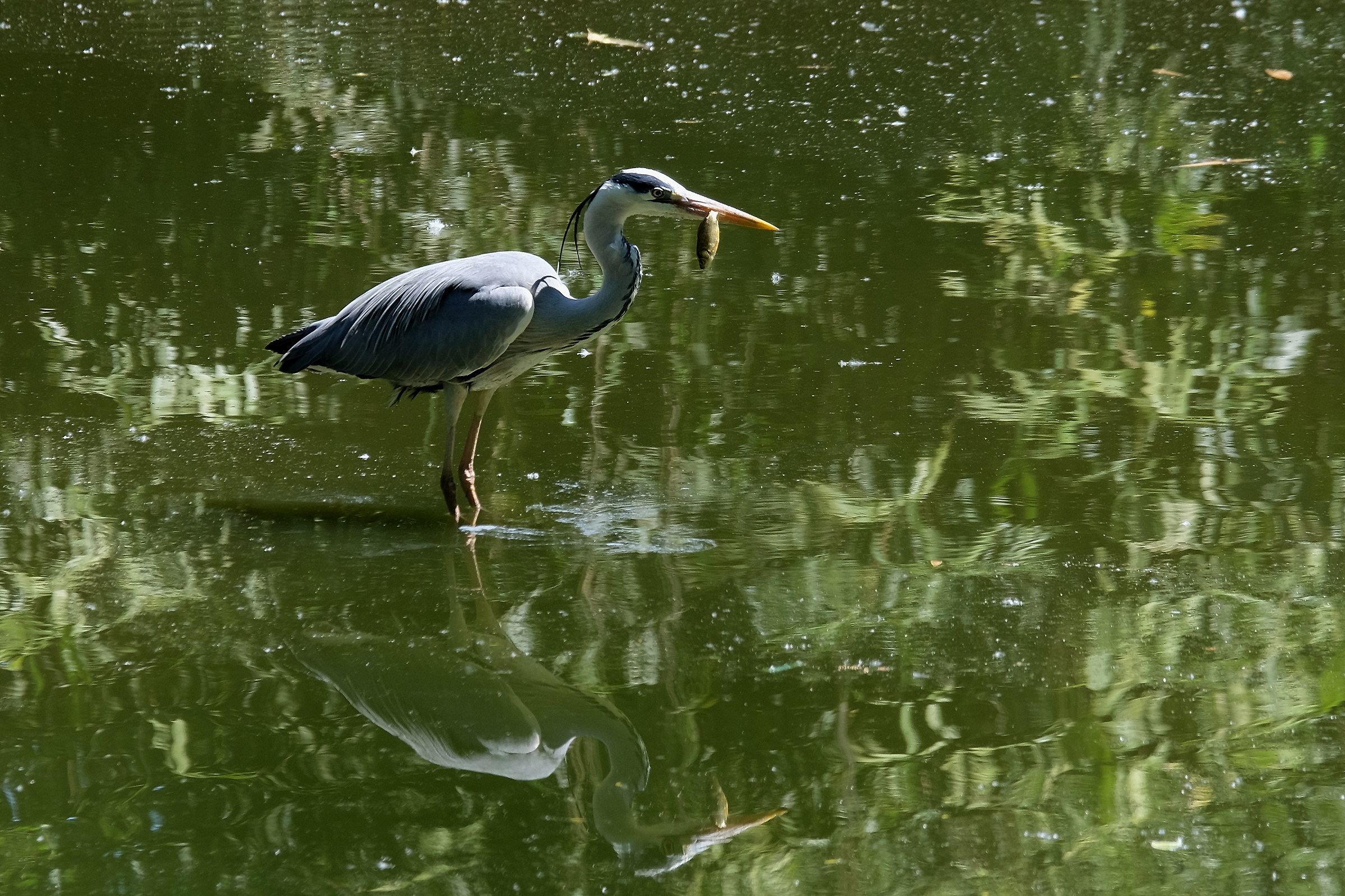 Airone Cenerino con pesciolino
