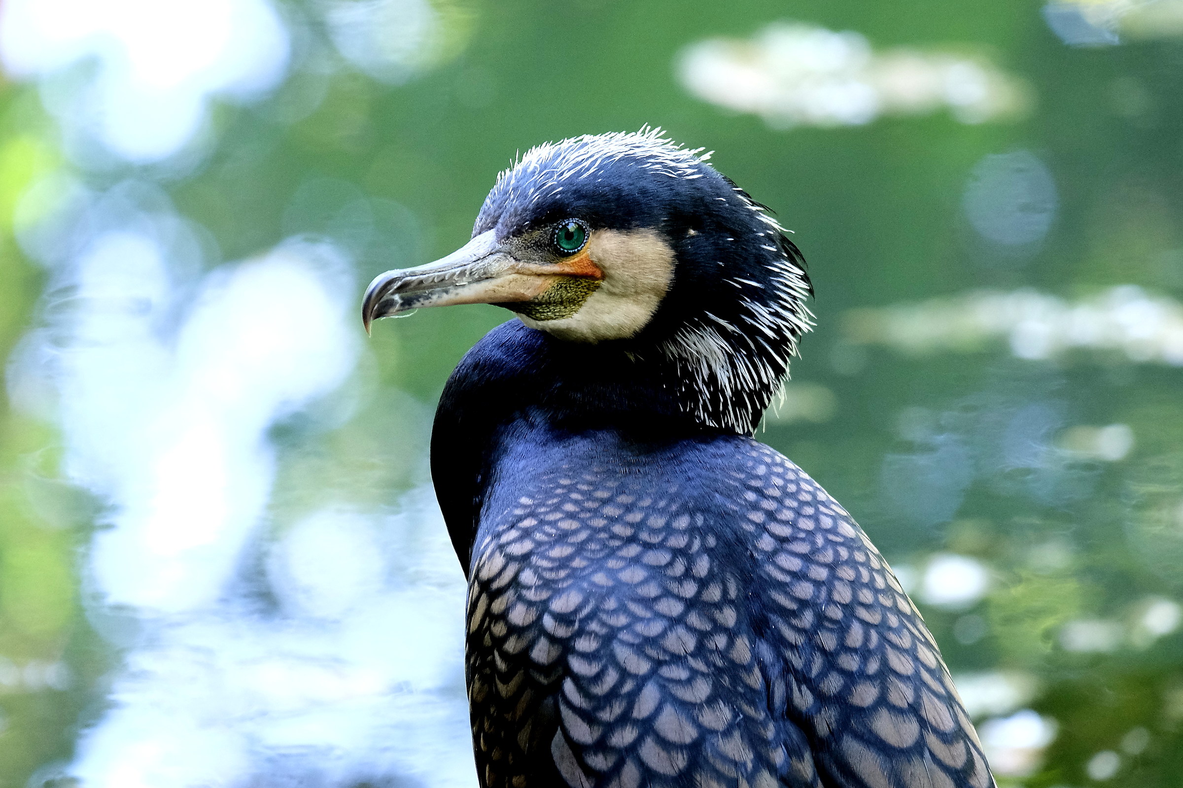 Il profilo del Cormorano