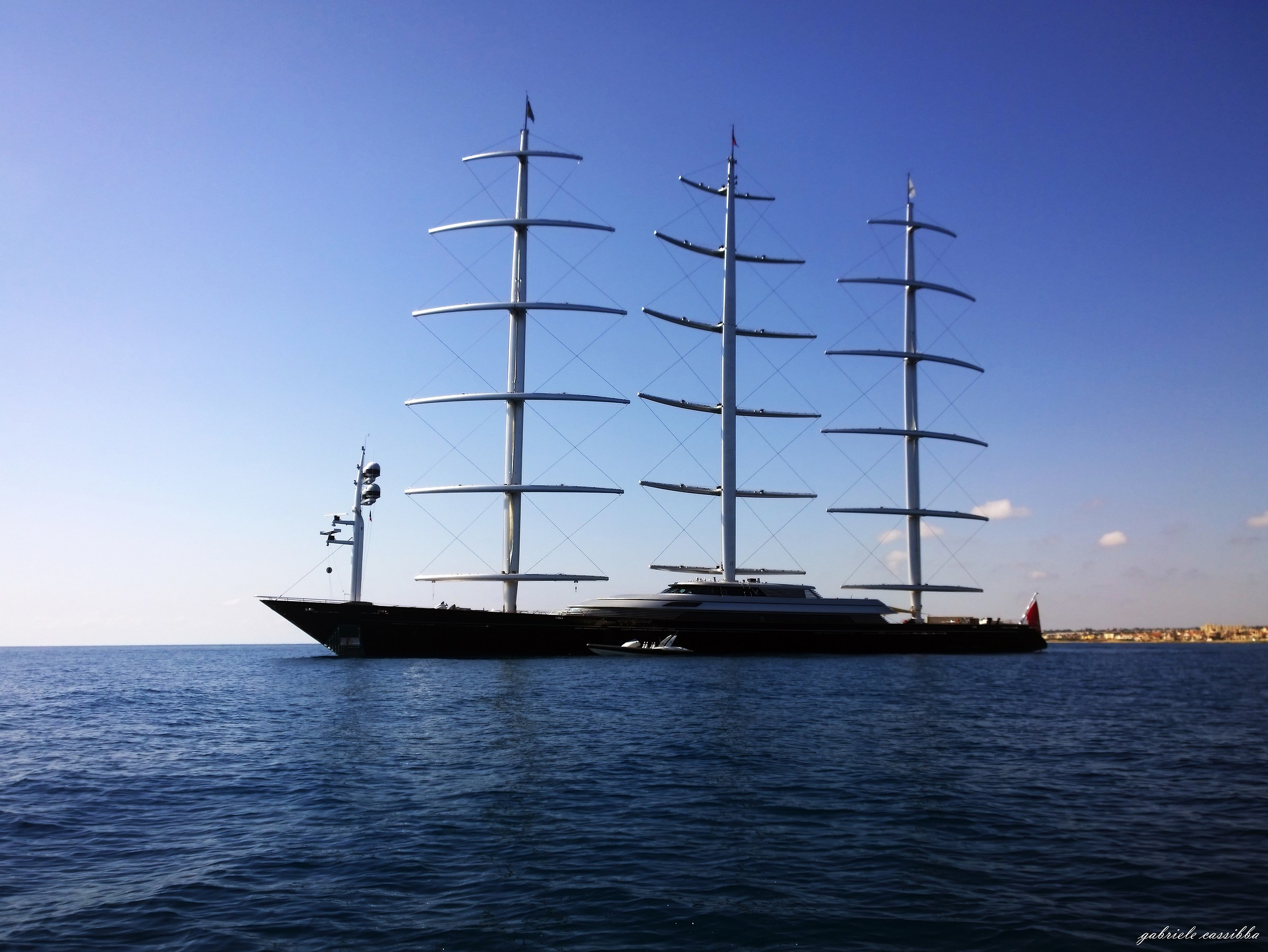 Maltese falcon