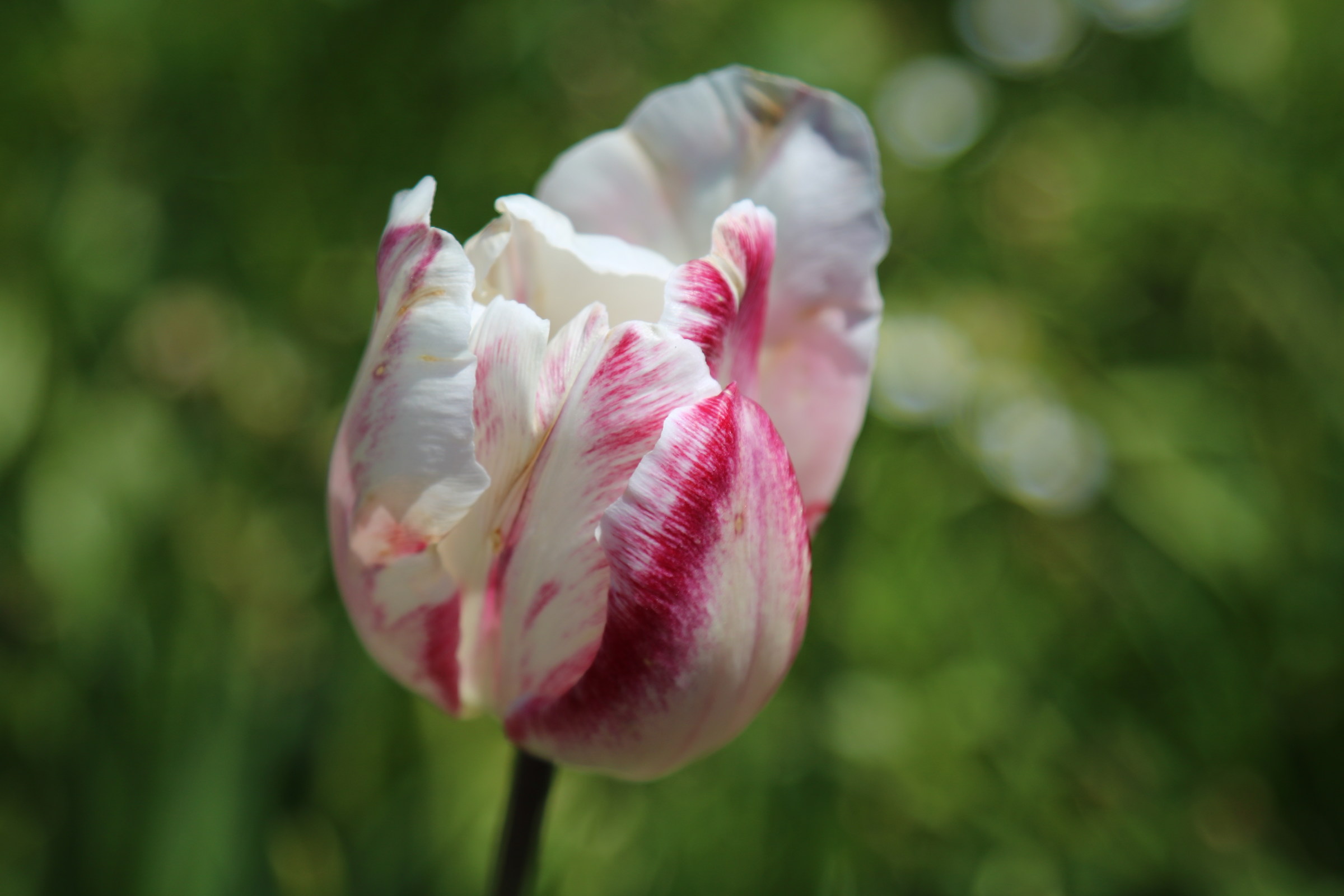solitary tulip