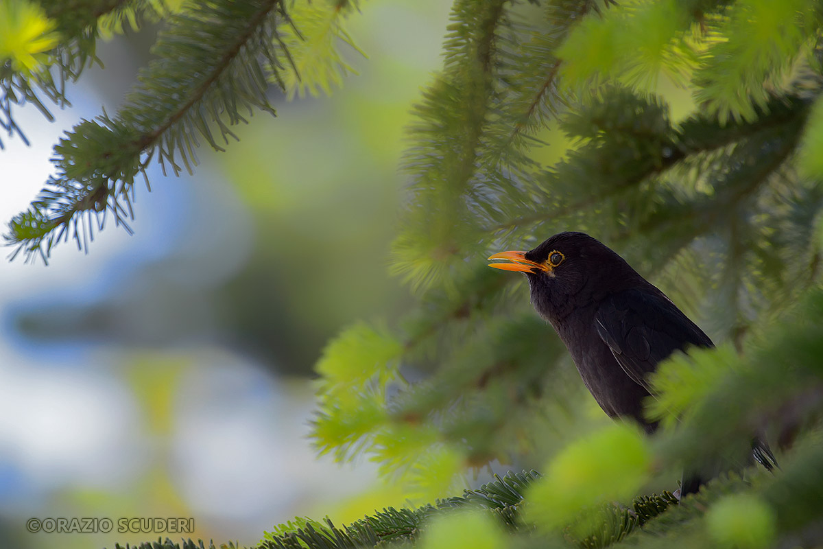 Turdus merula