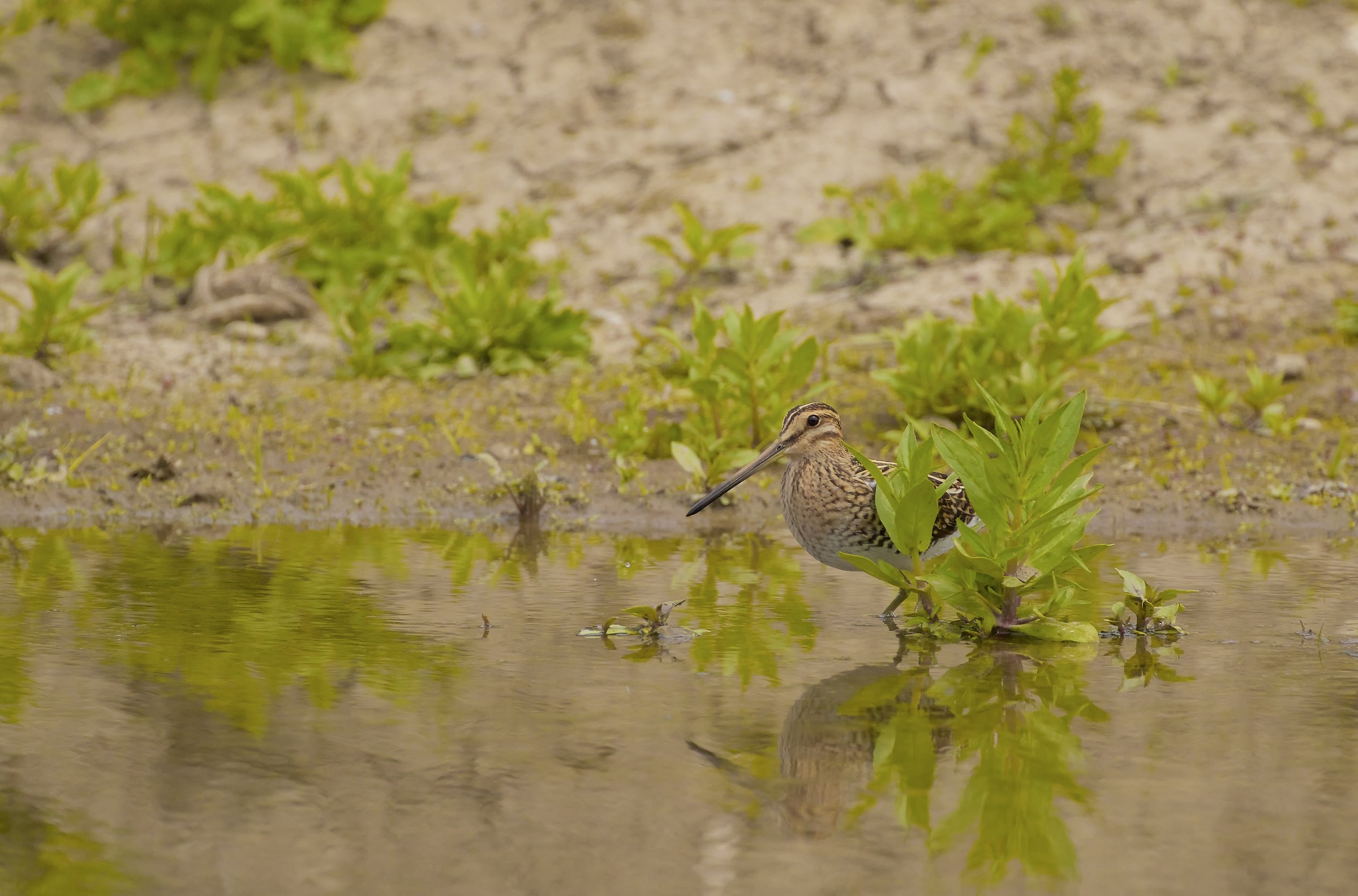 Beccacino ambientato