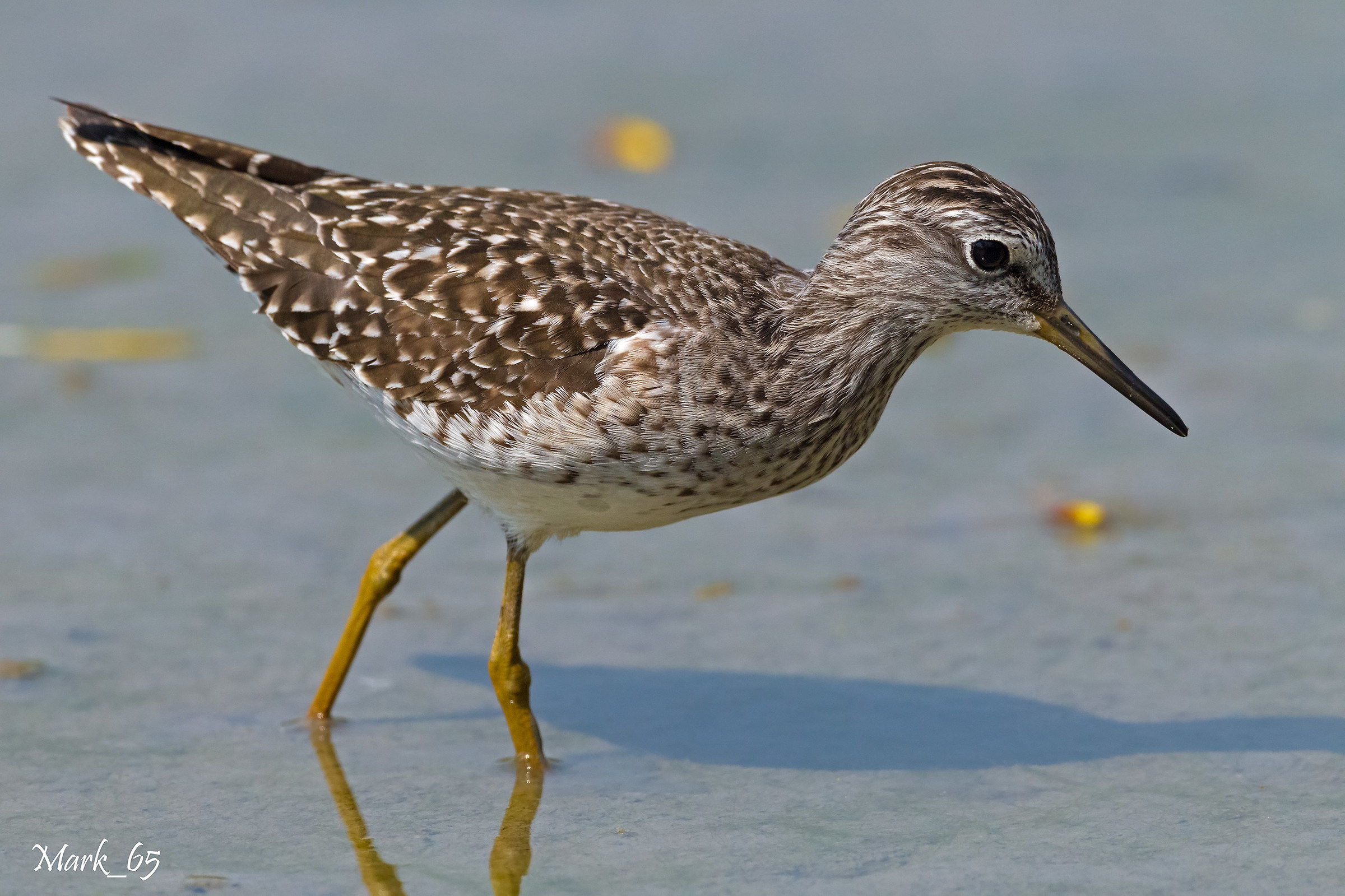 Sandpiper in paddy field