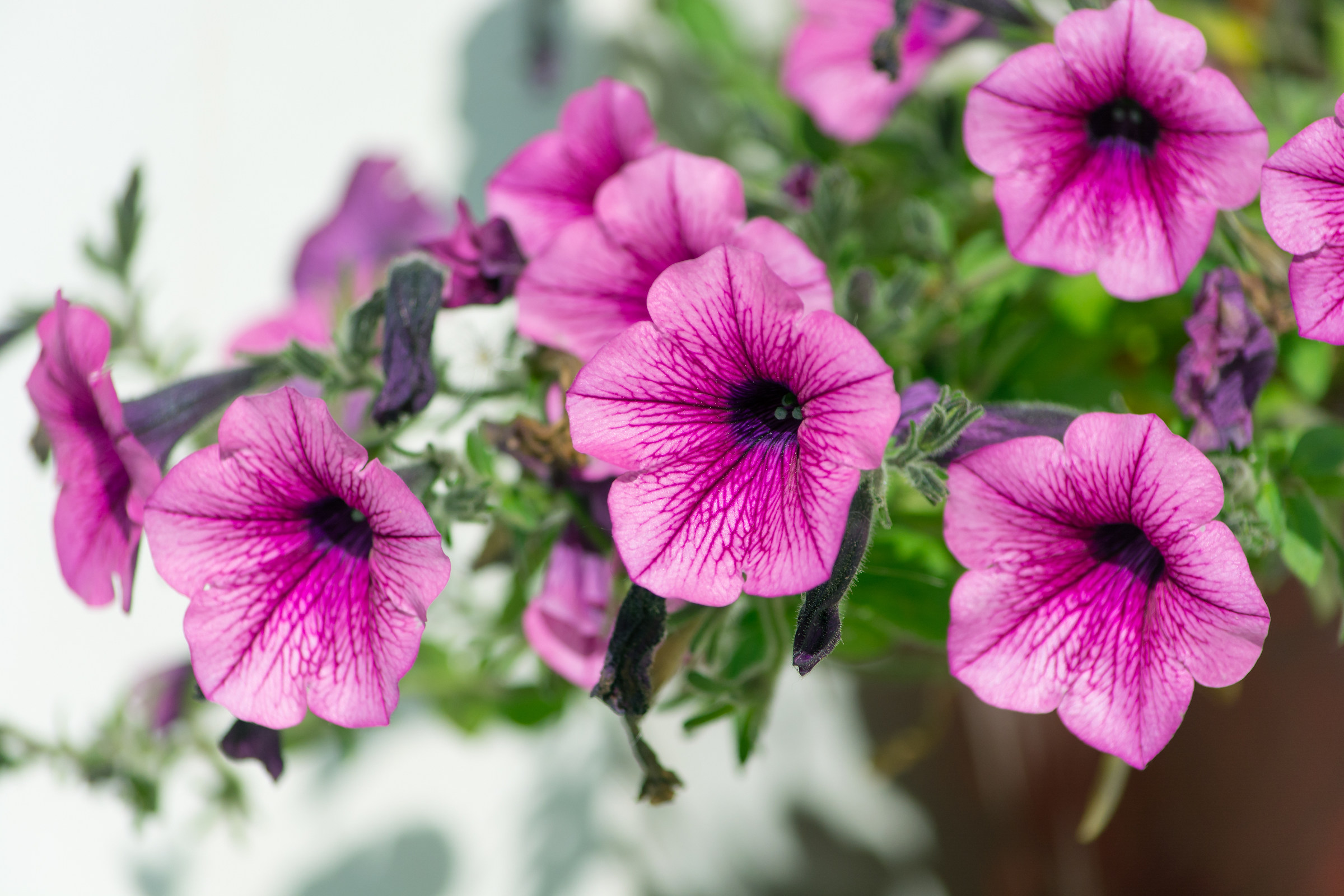 Ben tornata primavera