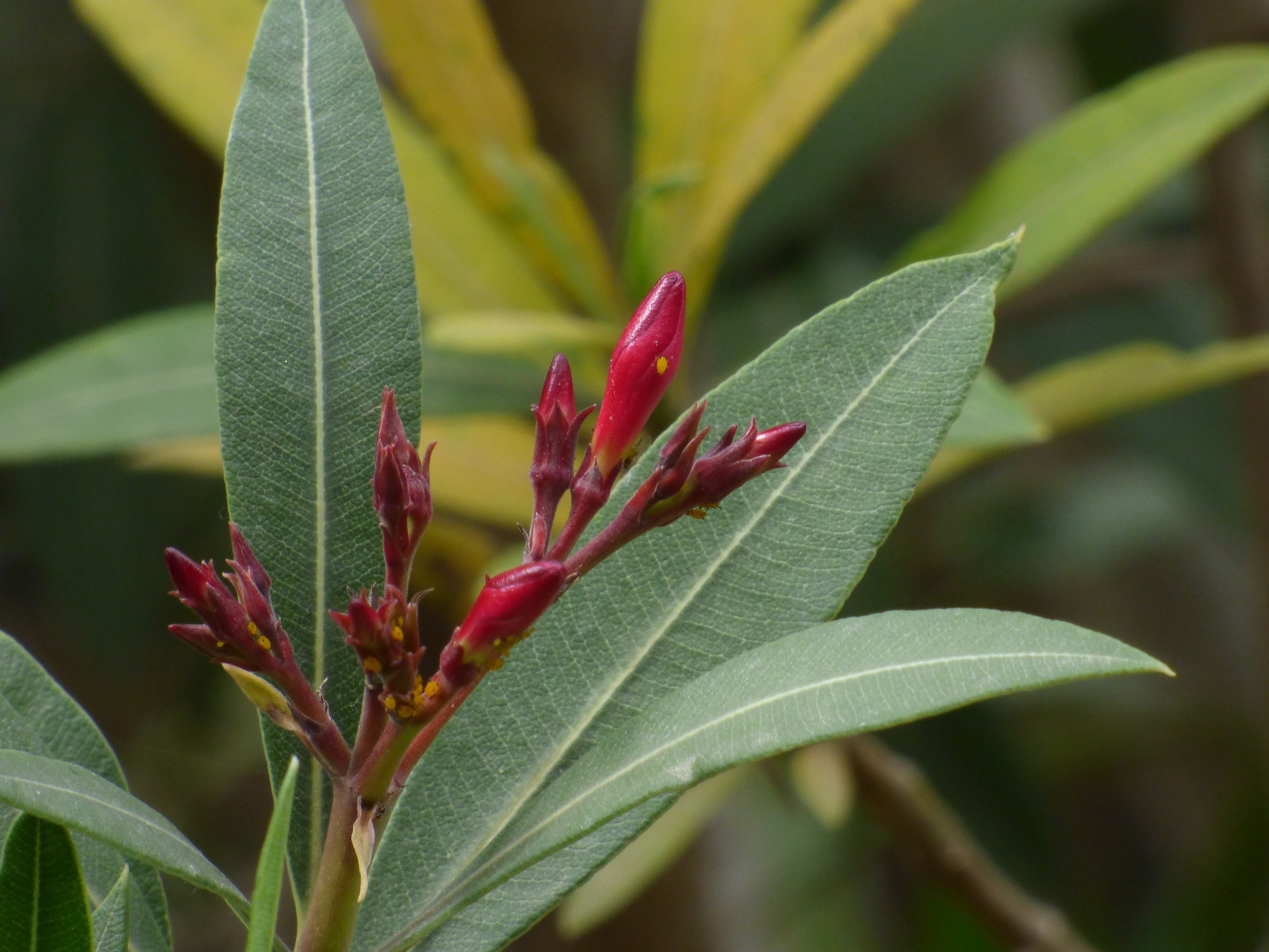 Red - Yeellow - Verde