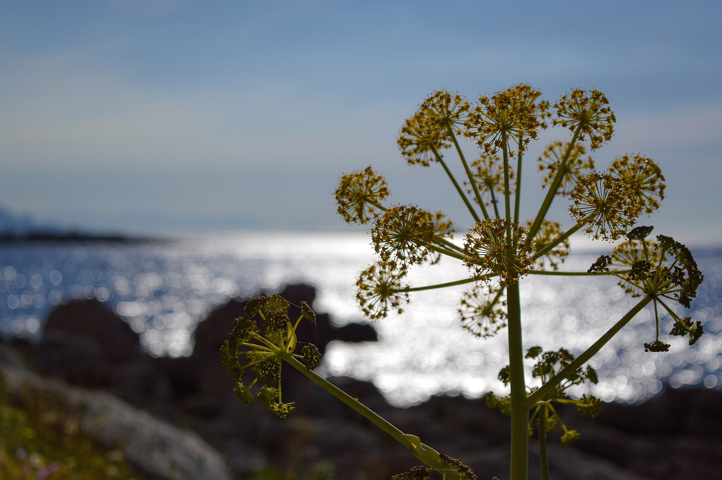 Gioco D'artificio :)