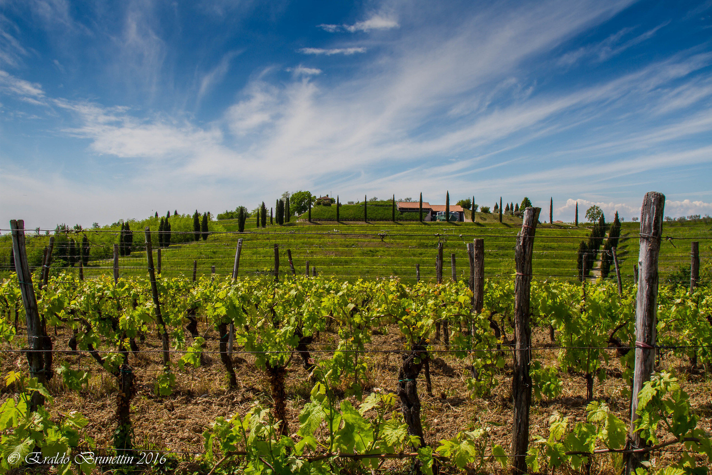 I colli Orientali del Friuli.