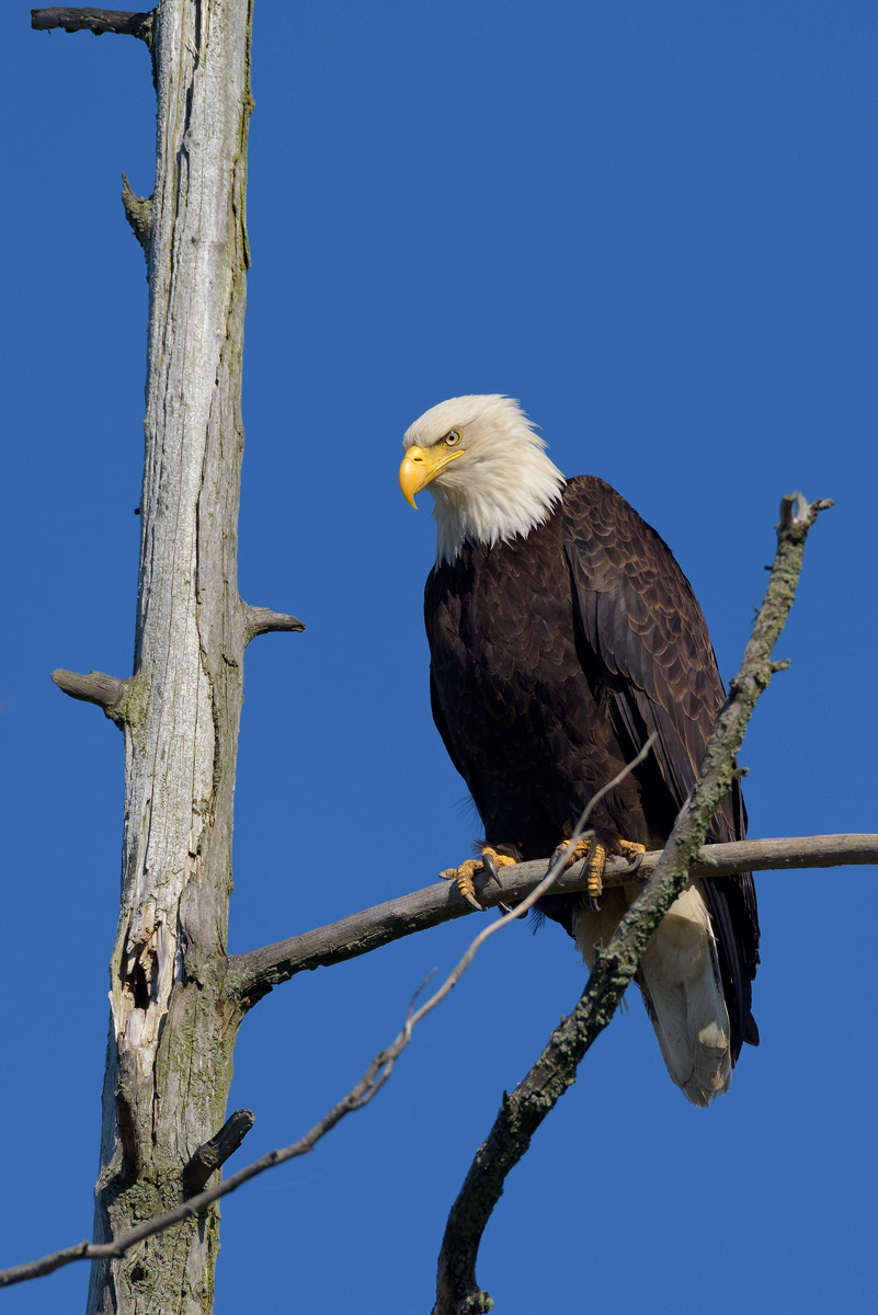Bald Eagle, Samish Flats, WA