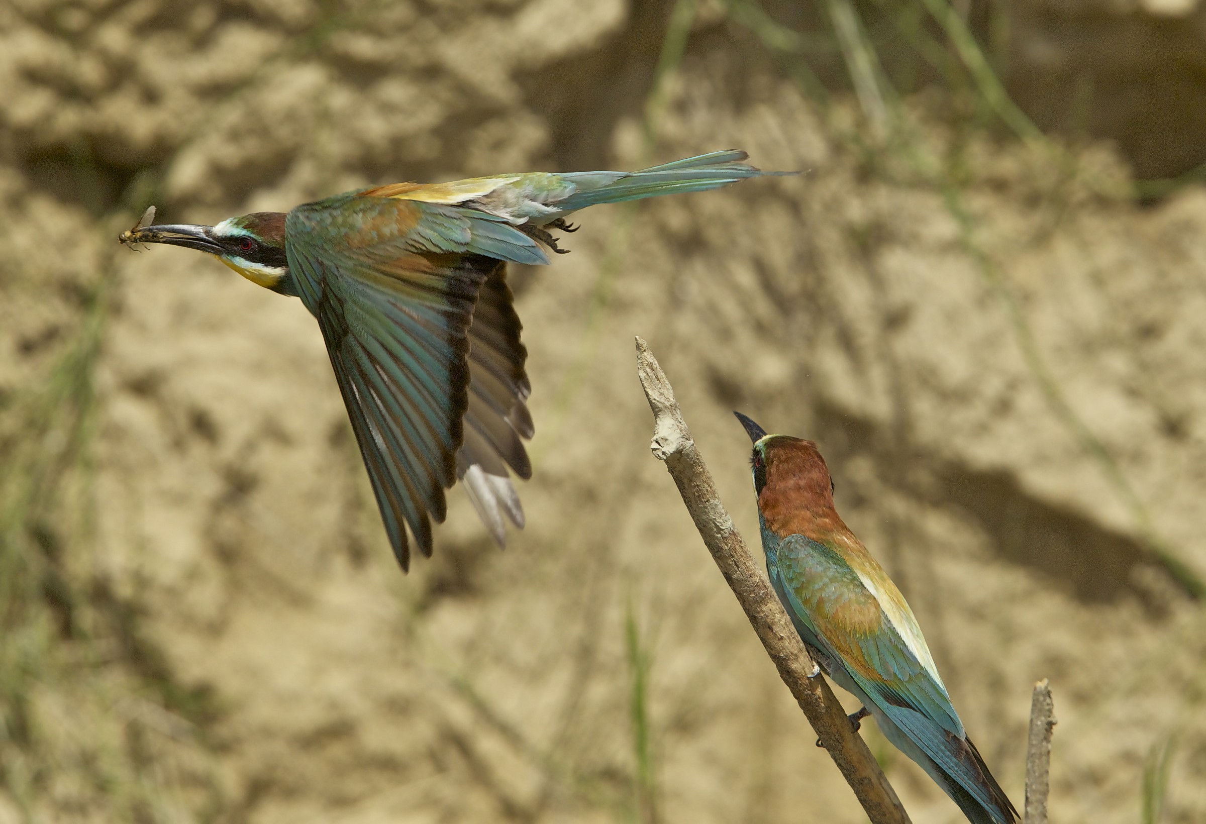 who catches the inzetti