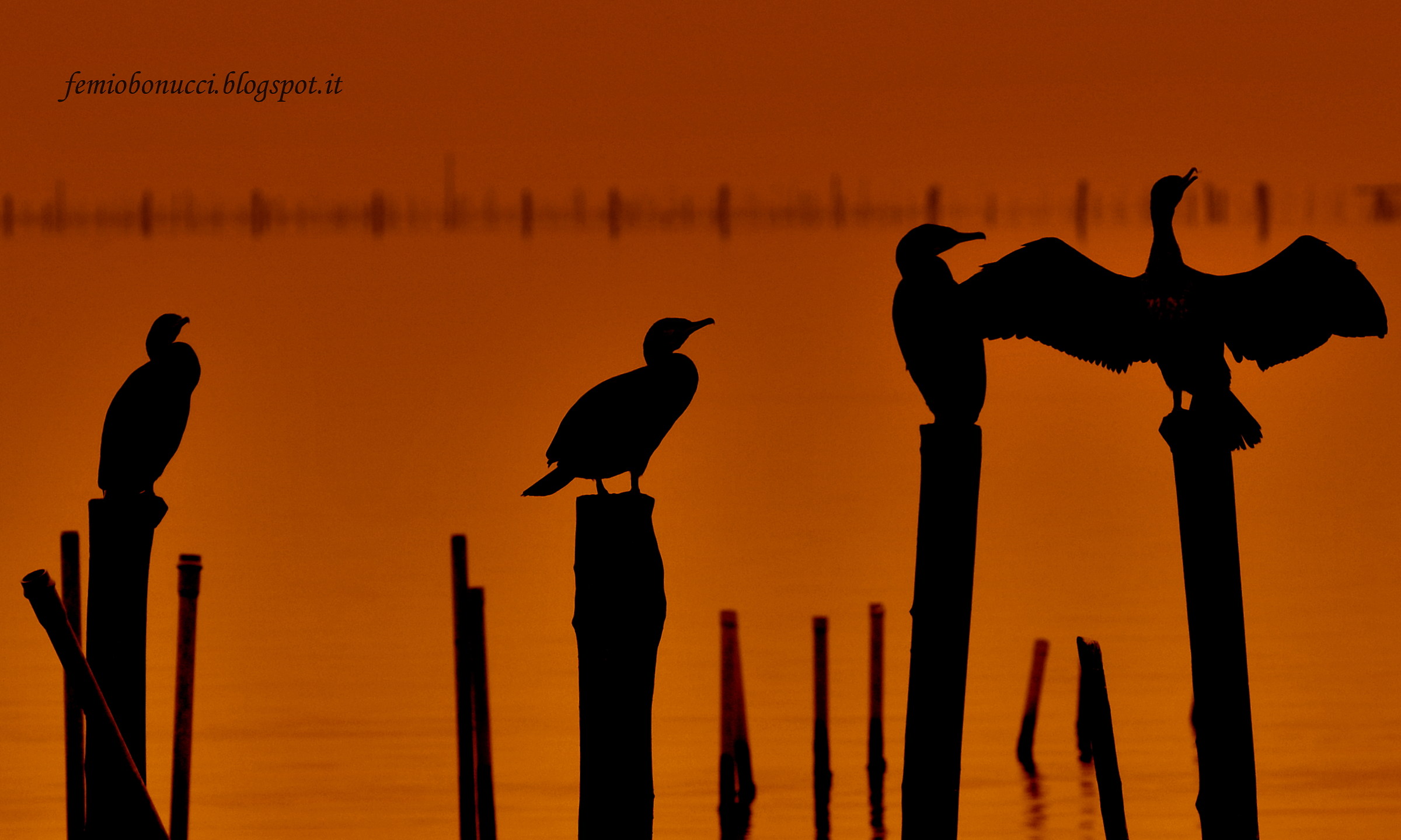 cormorants at sunset