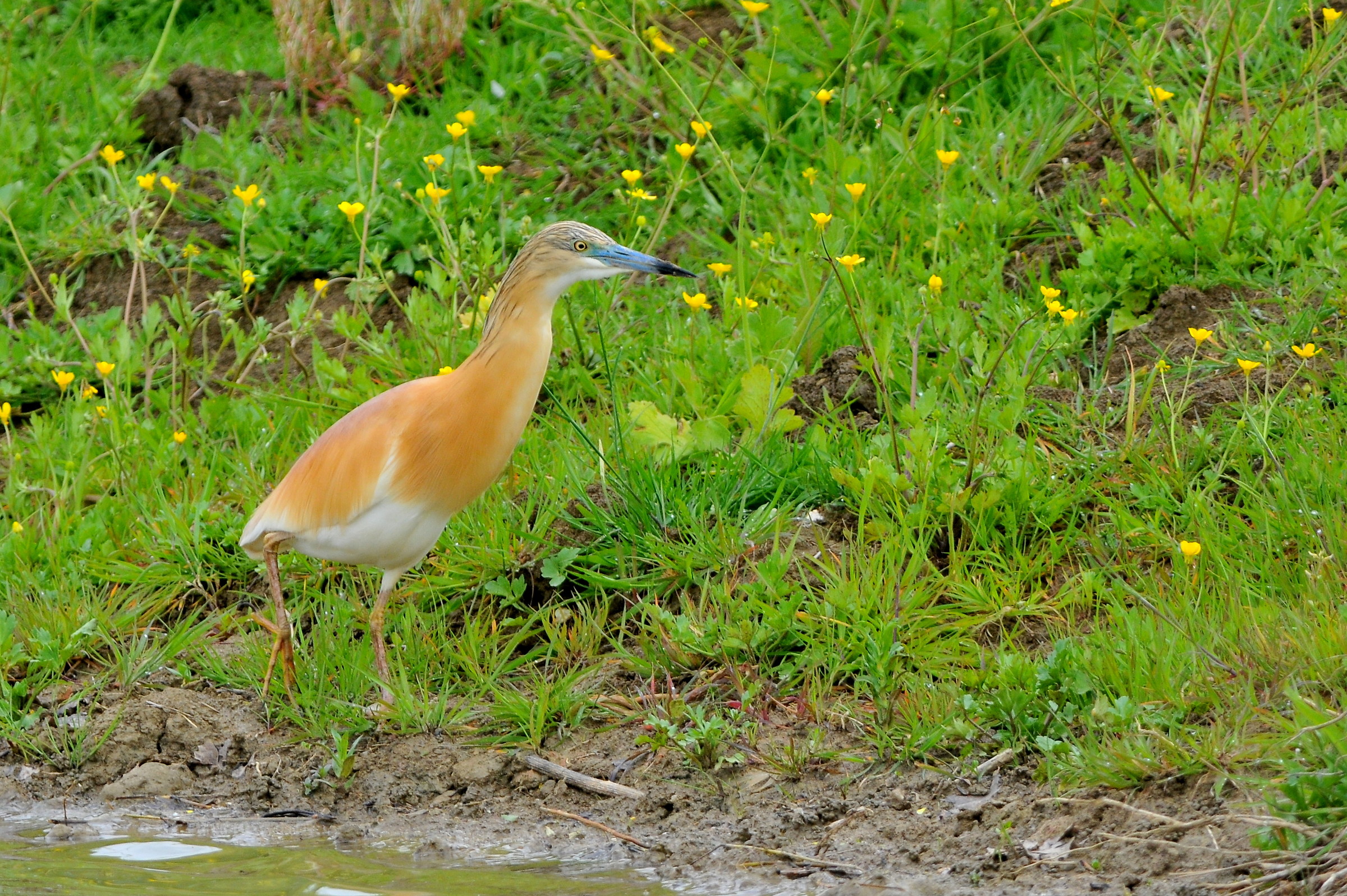 Squacco Heron (Ardeola ralloides)