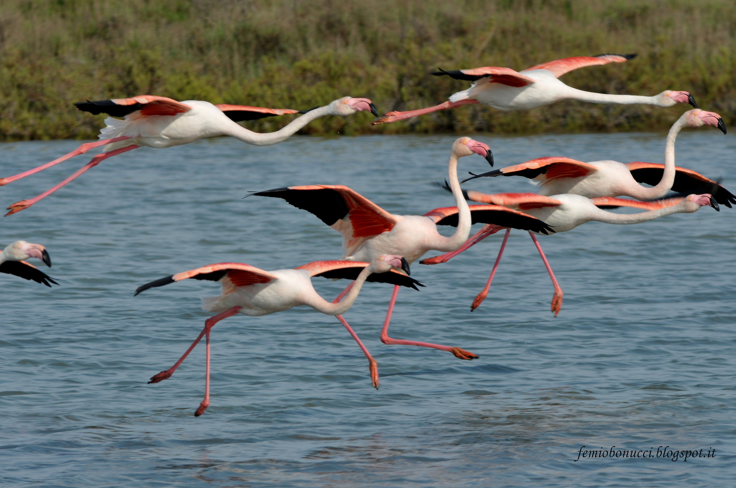 flamingos