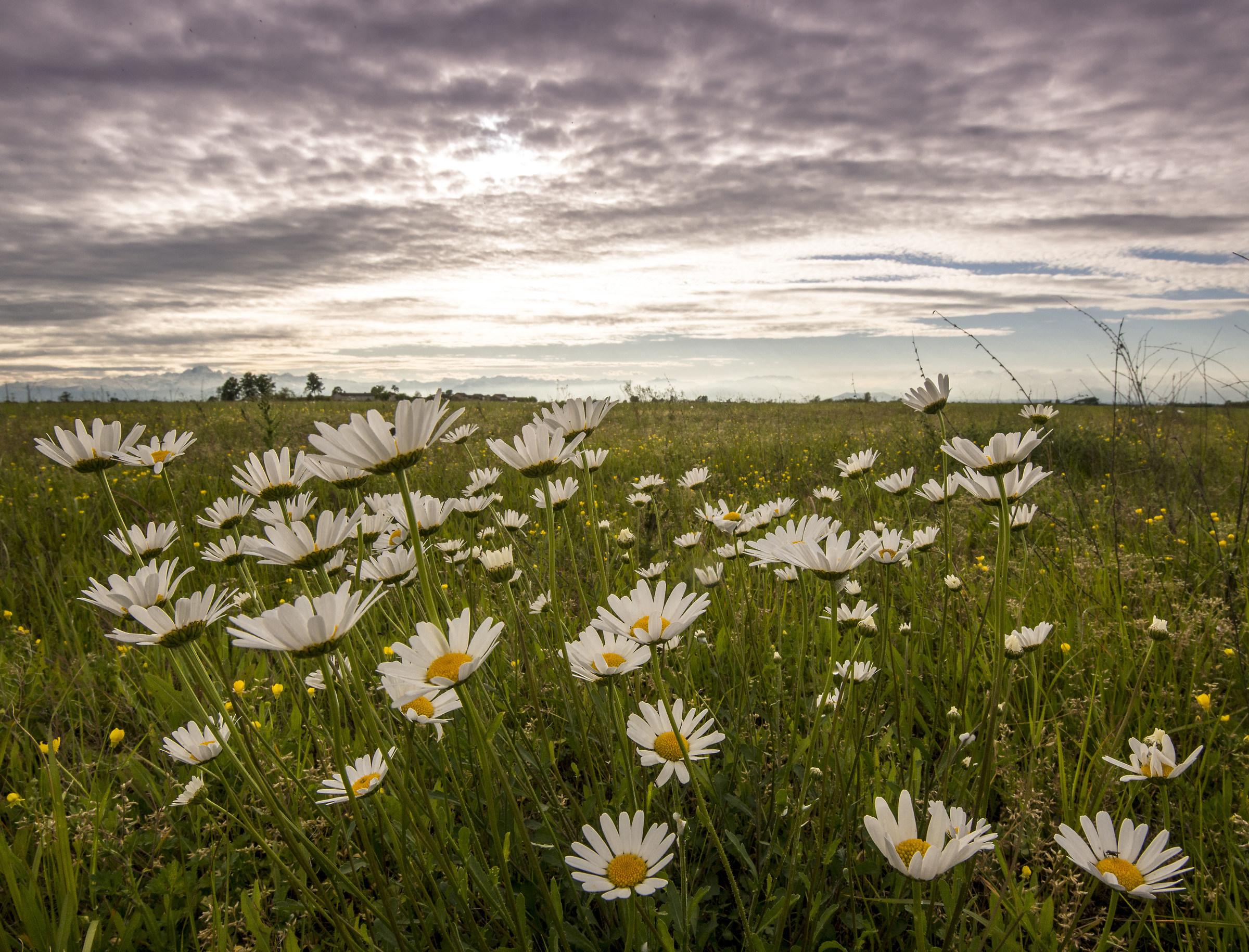 Un giretto nei nostri prati
