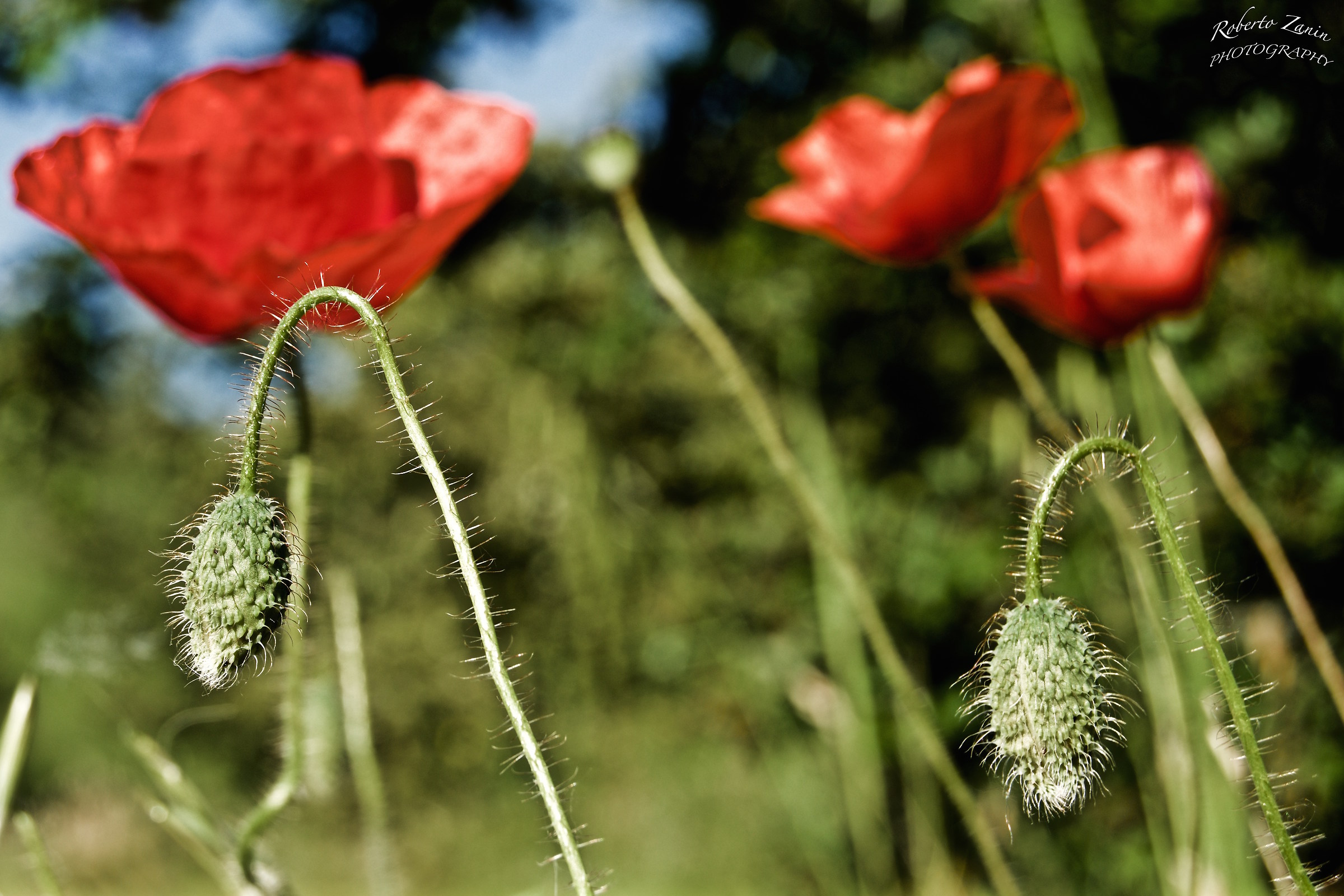 In a little 'we blossom we also !!!