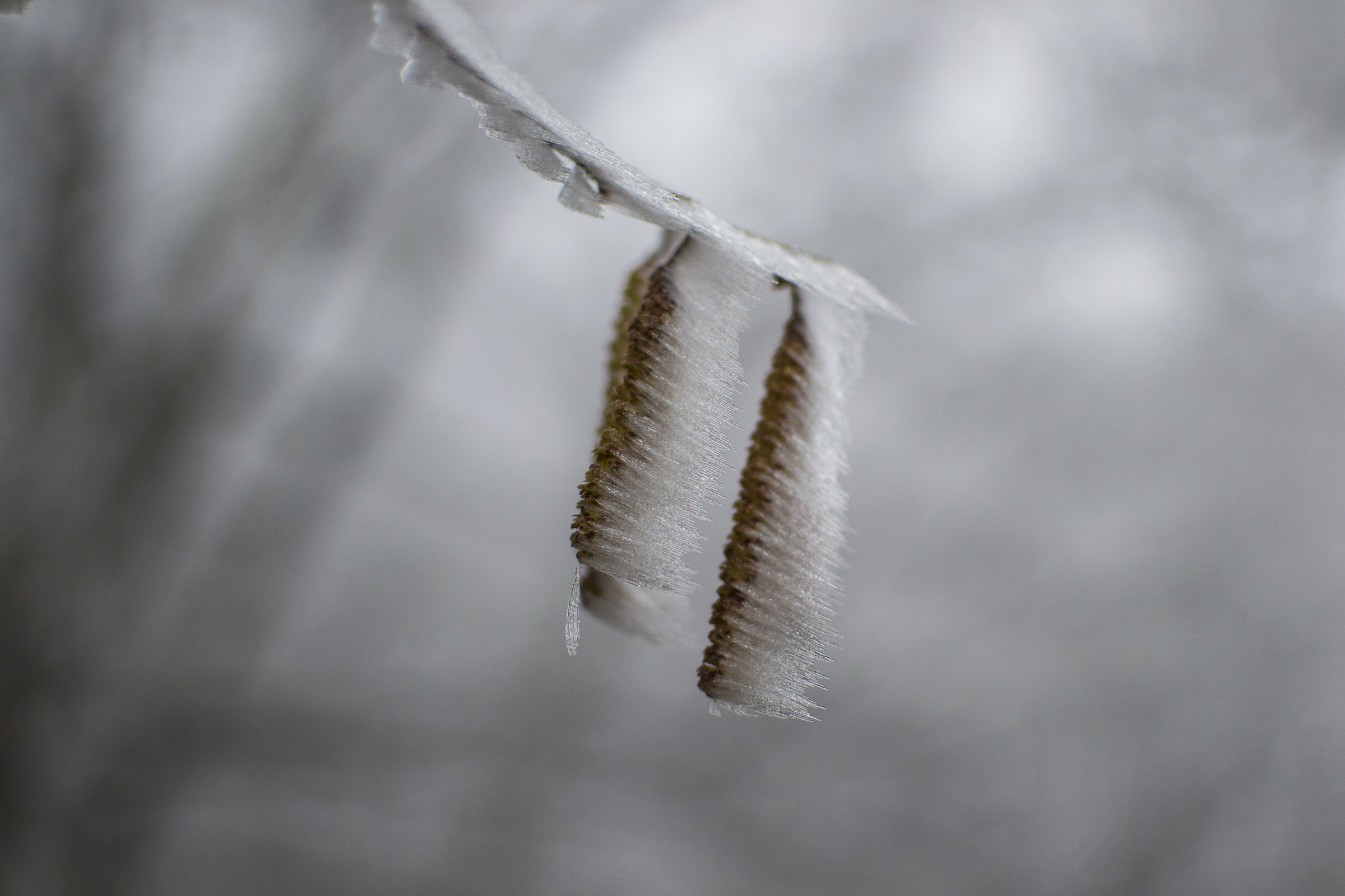 Details of ice needles