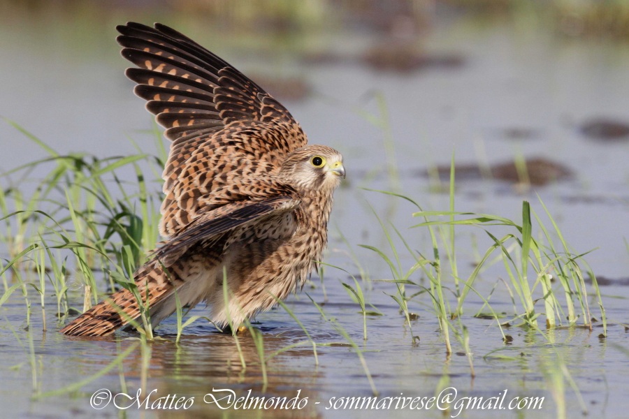 Kestrel to the bathroom