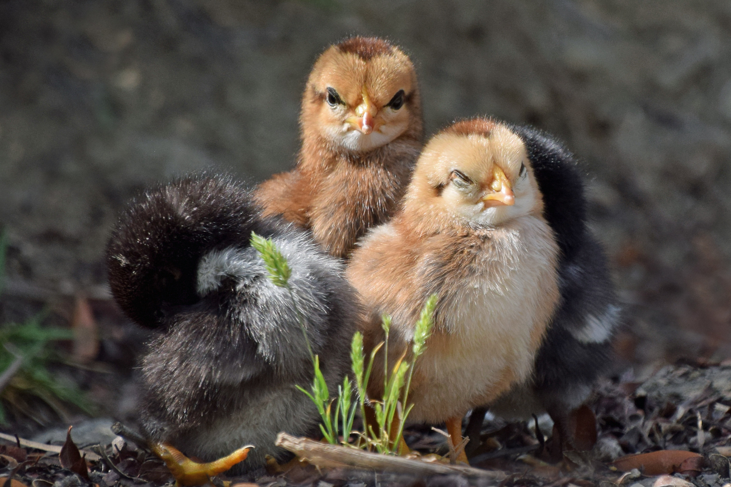 Irresistibilmente carino!