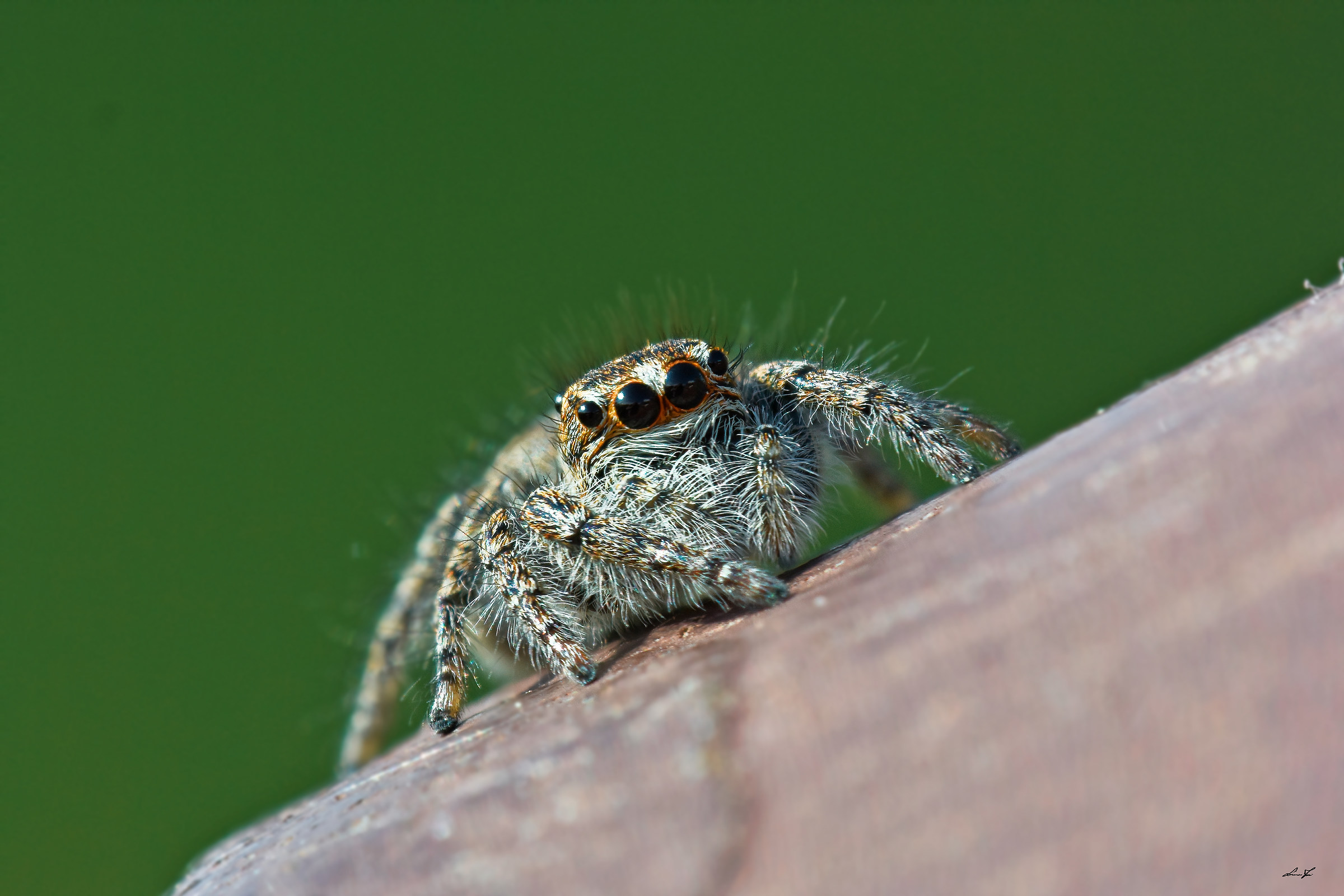 Ma è un incrocio tra una ragno e una tigre?