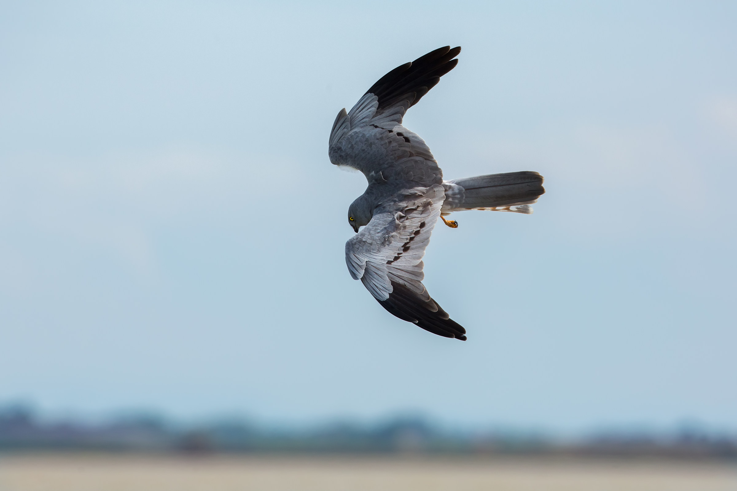 Albanella minore (Circus pygargus)