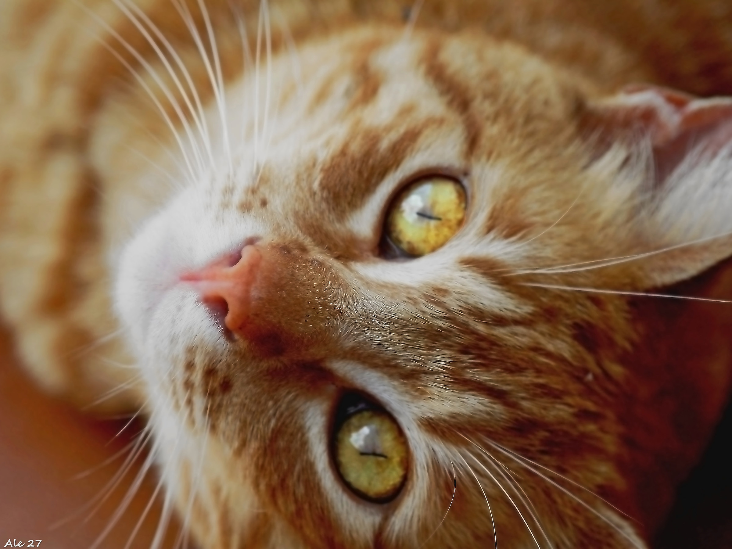 ...mi vuoi bene ...vero ???