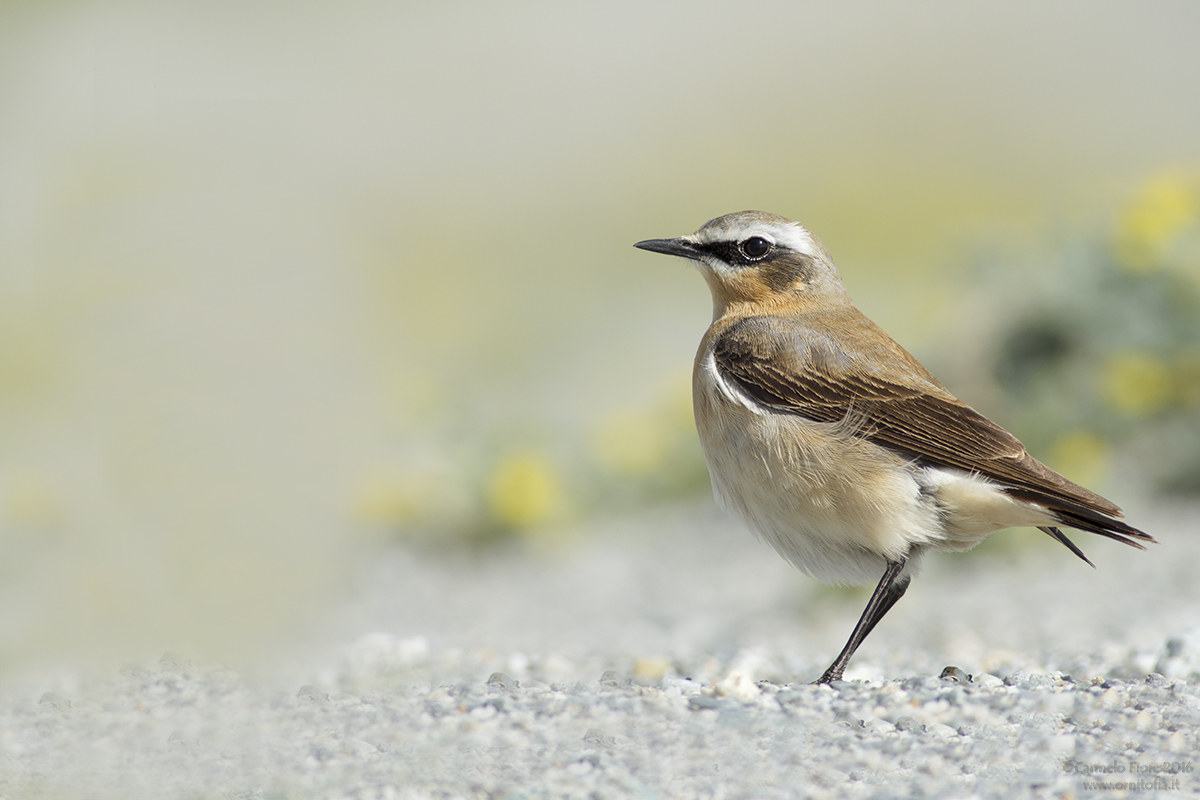wheatear