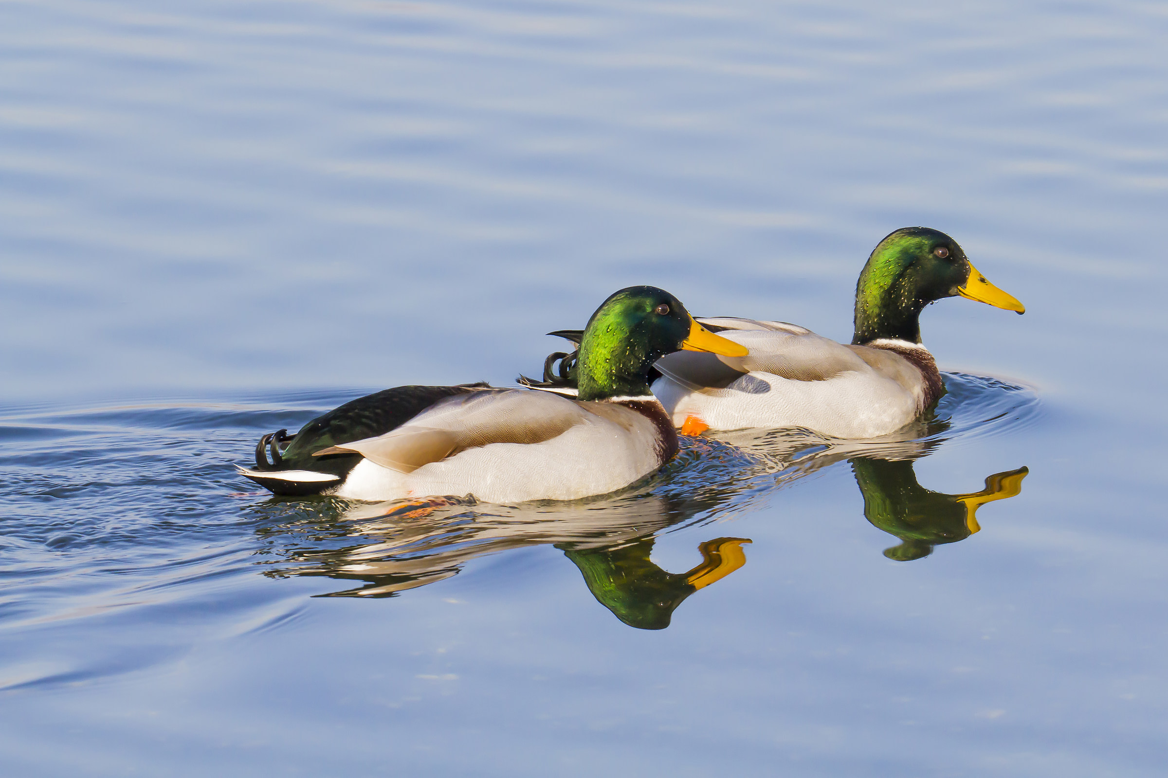 Walking around the lake