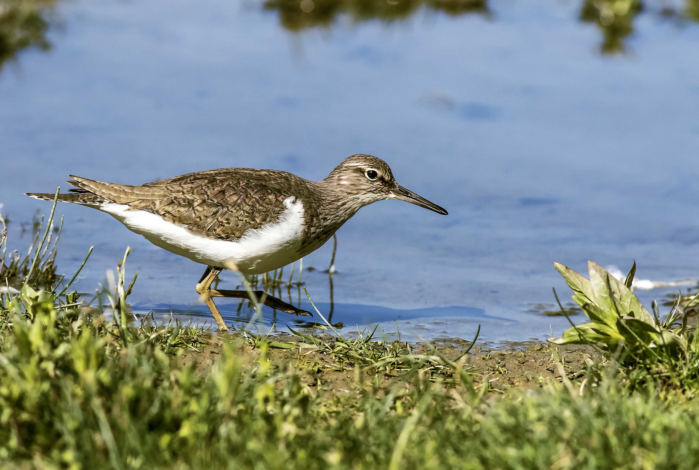 sandpiper