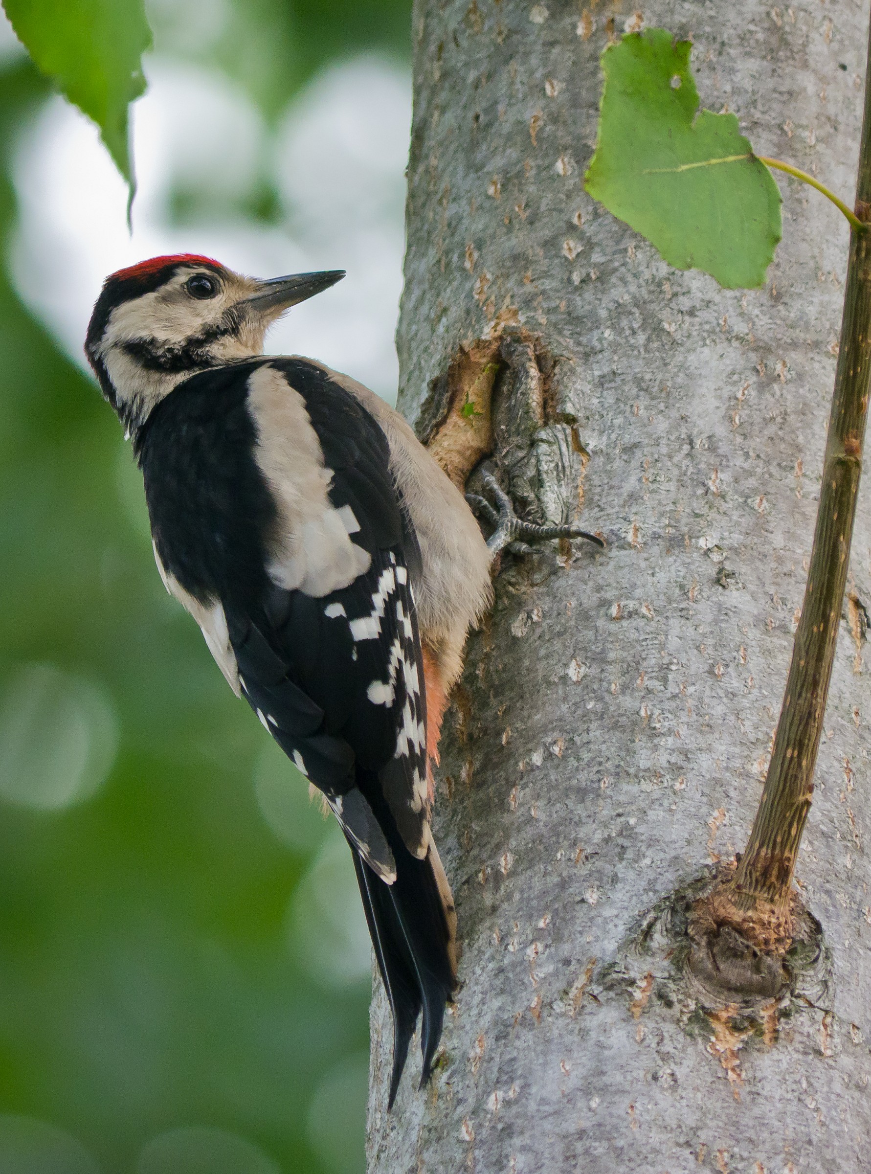 Picchio Rosso Maggiore