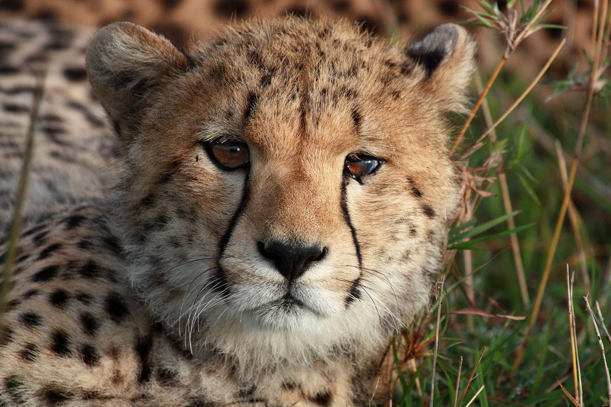 Cheetah cub