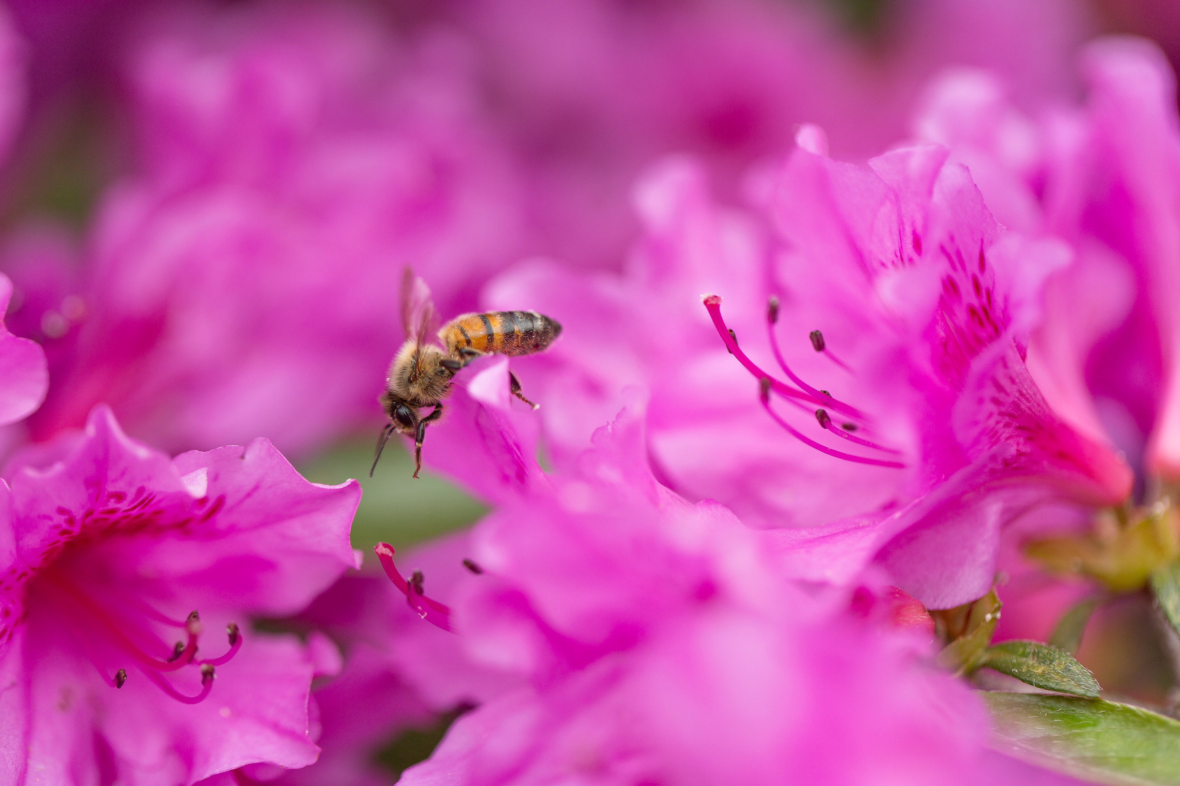 Il tuffo dall'azalea
