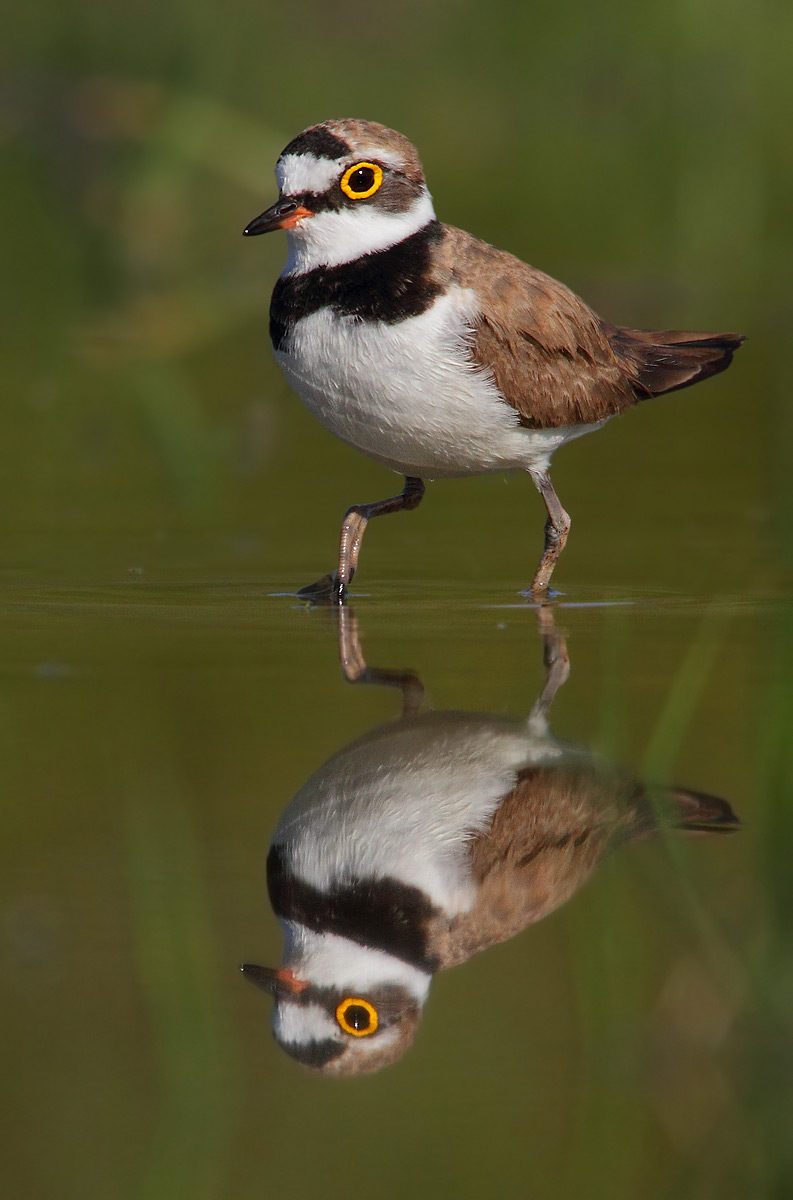 little ringed plover