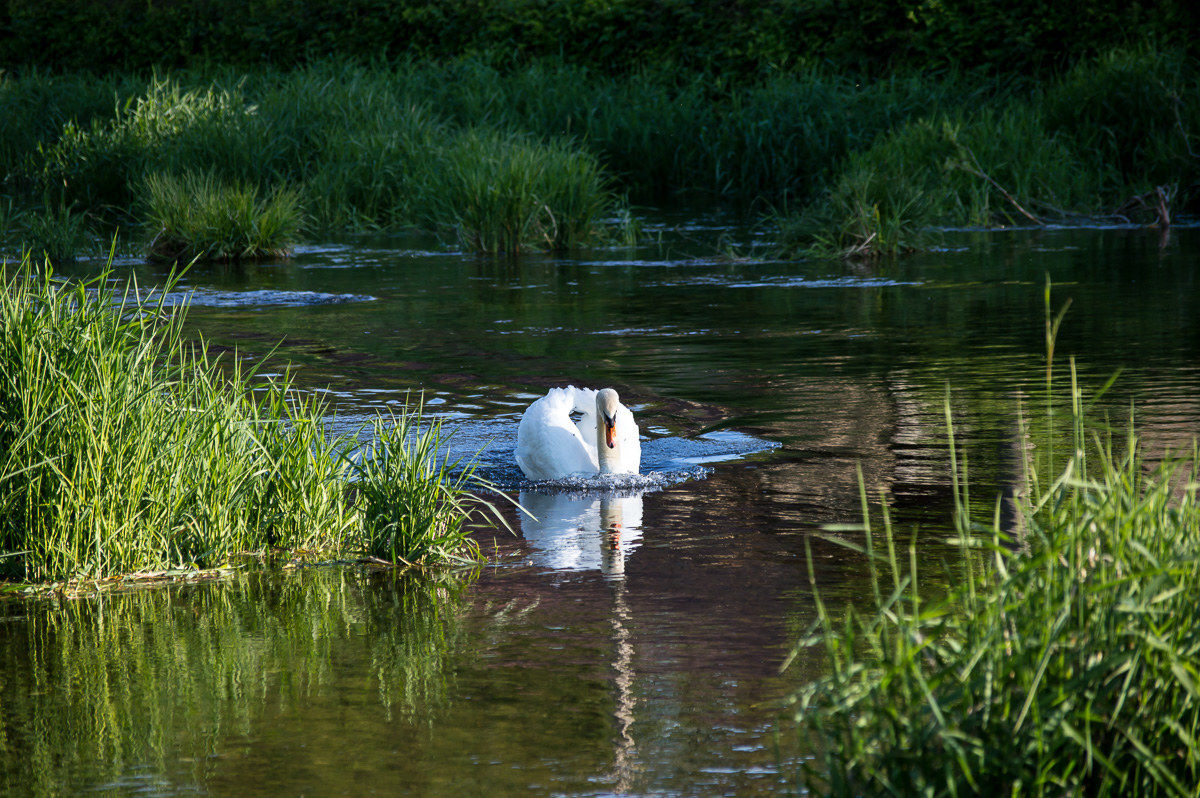 Un cigno rivale si avvicina...