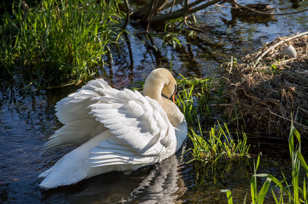 ...pericolosamente al nido