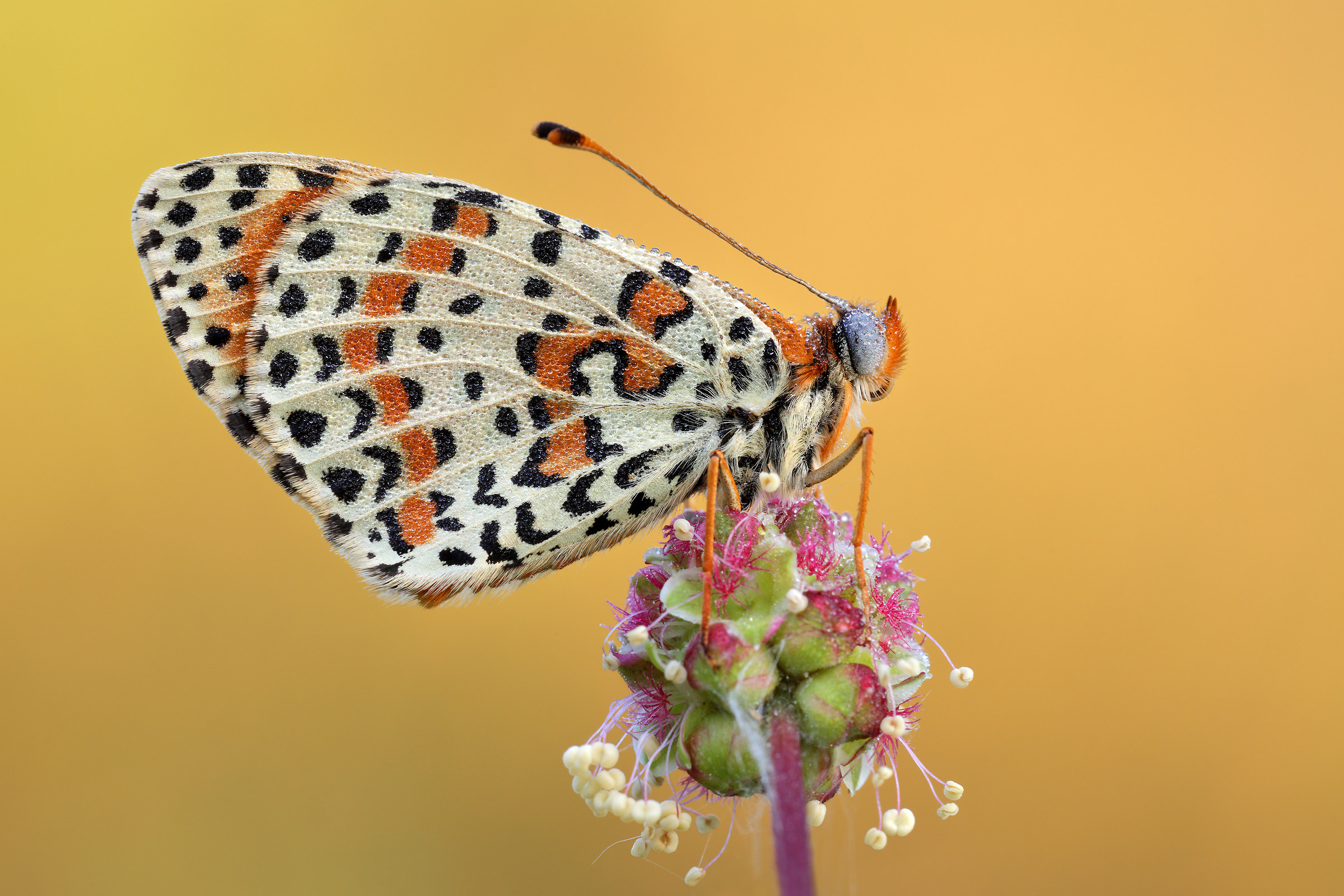 Melitaea didyma