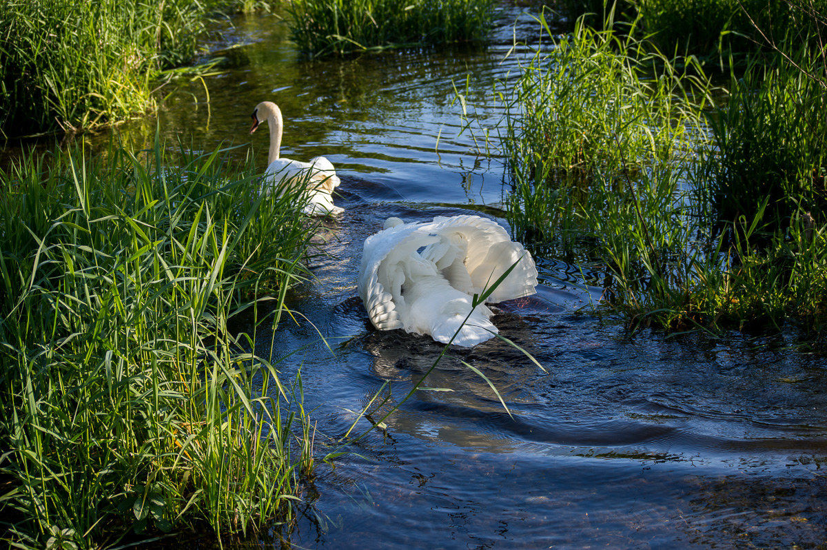 L'intervento del padre