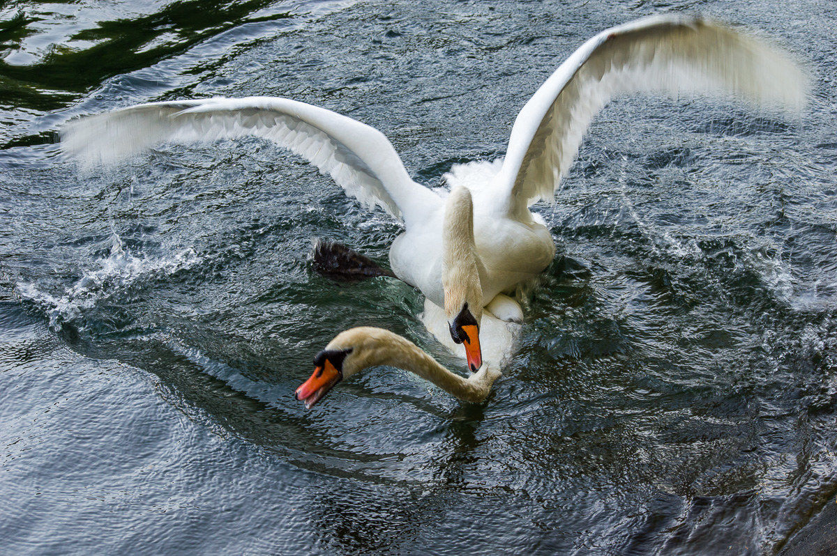 Il combattimento - parte 1