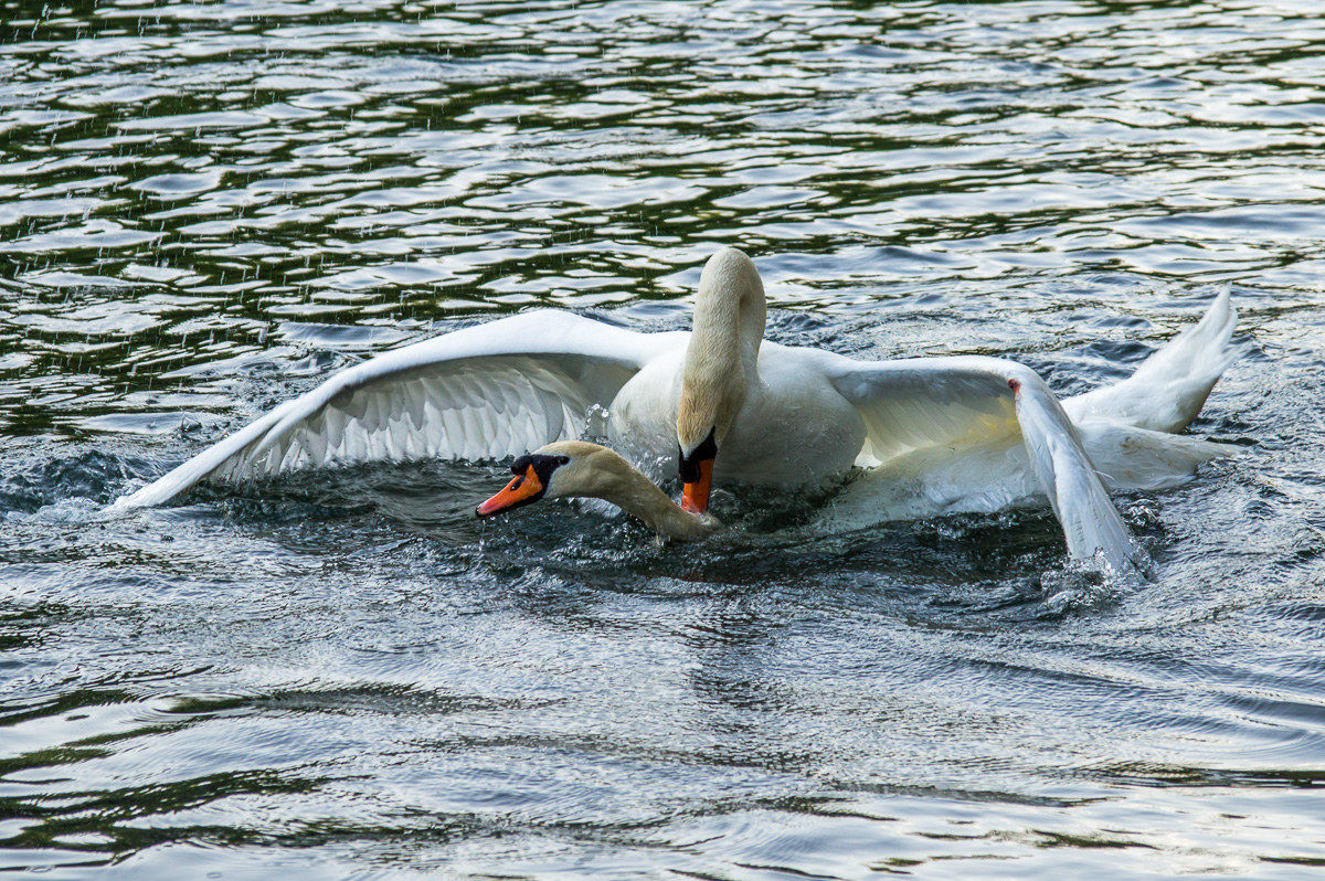 Il combattimento - parte 2