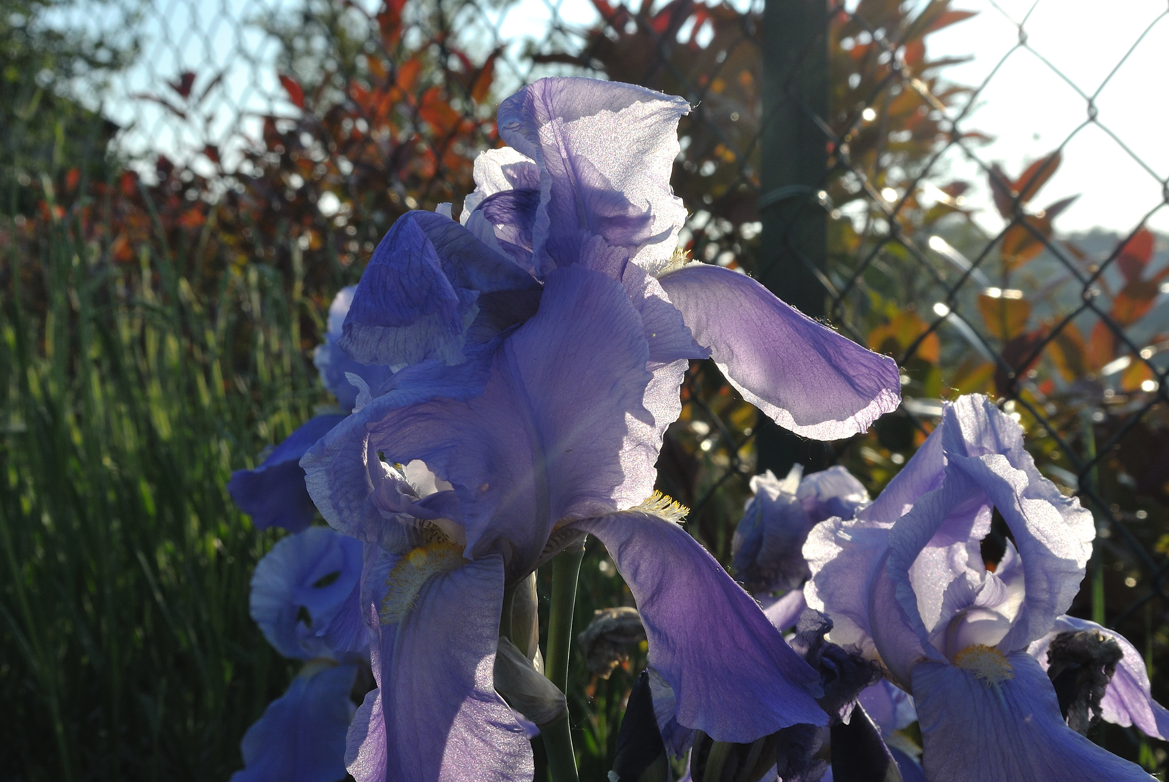 Flower of light and shadow