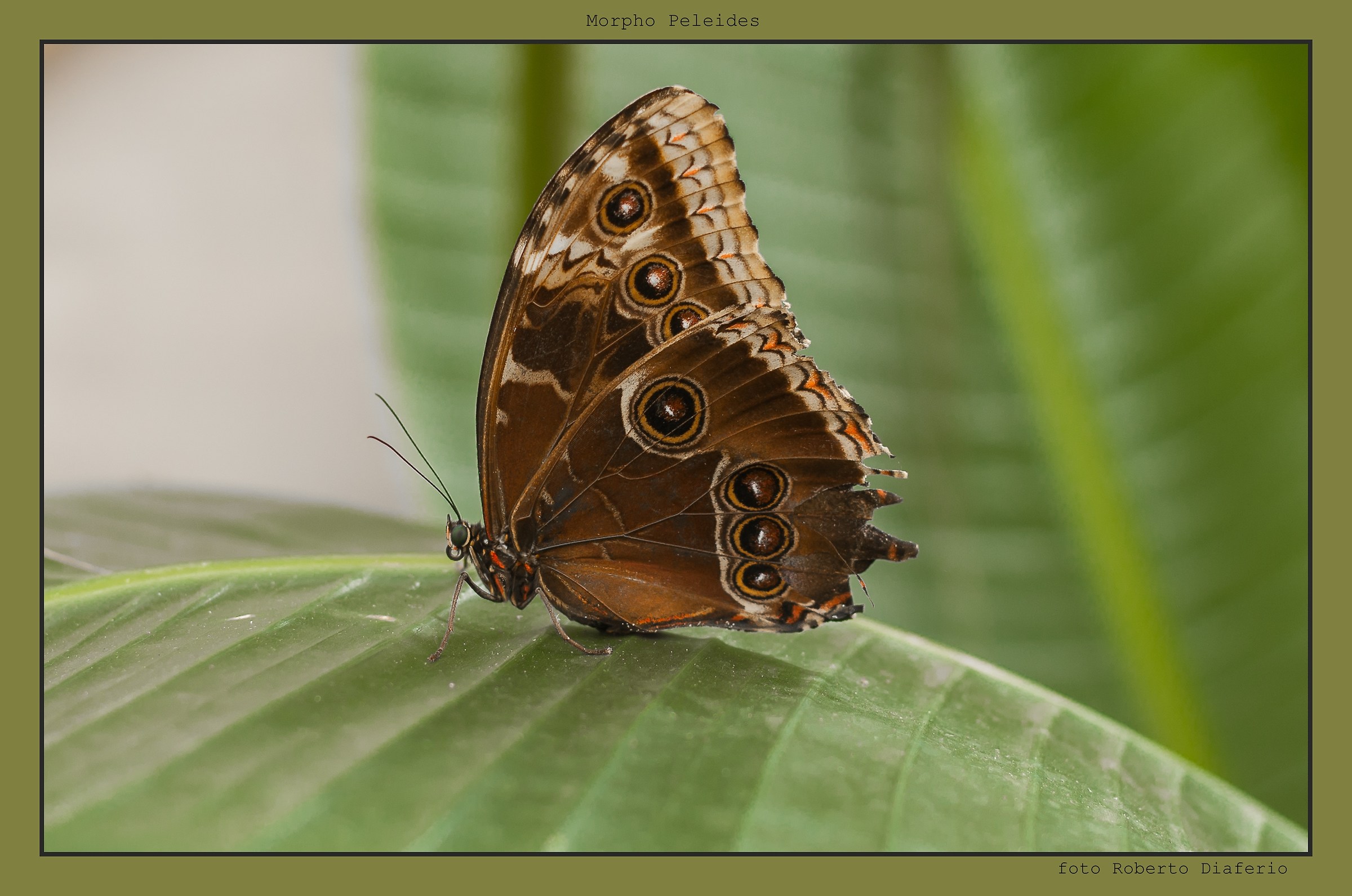 morpho peleides