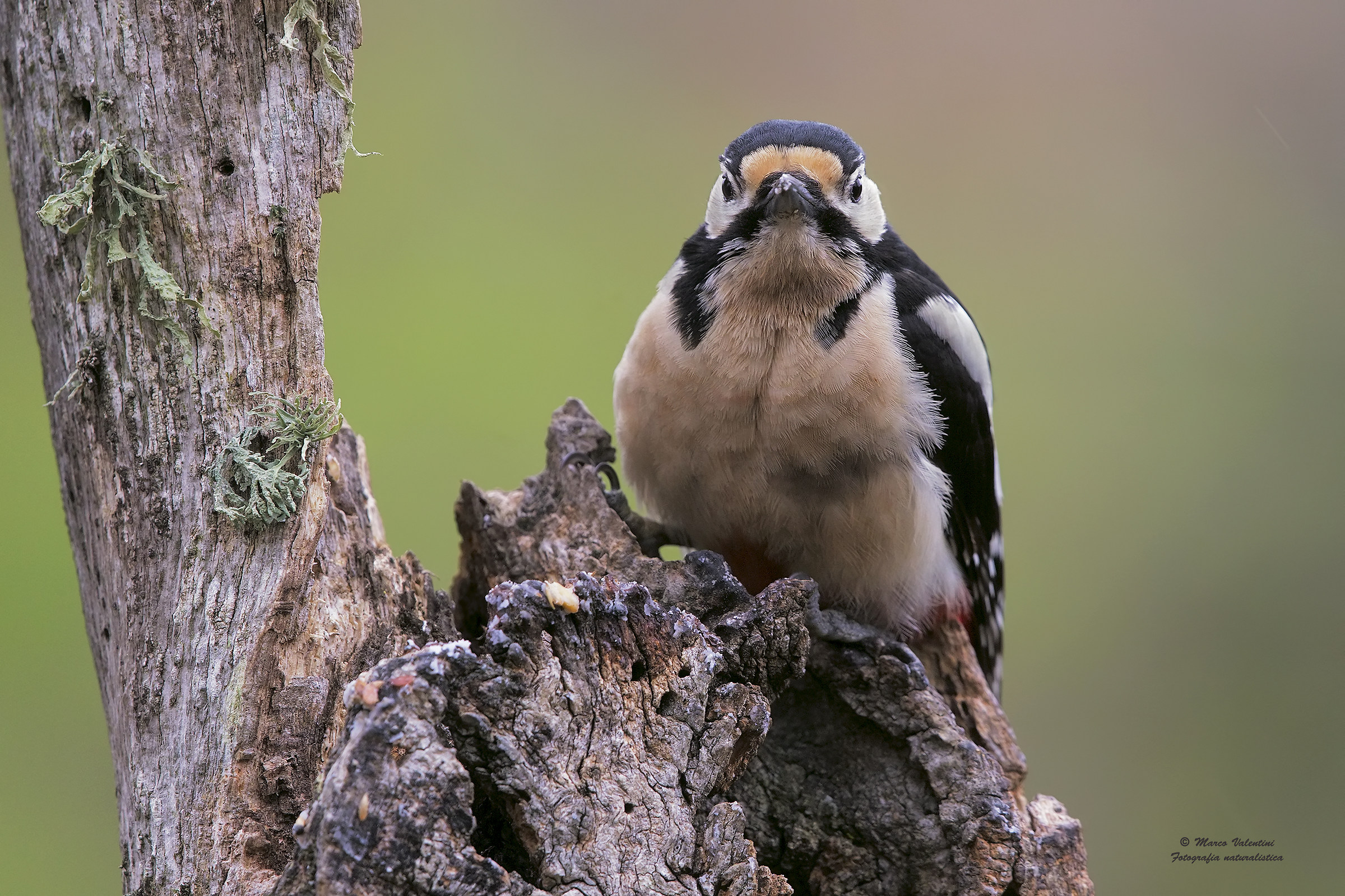 Face to face with crackpot