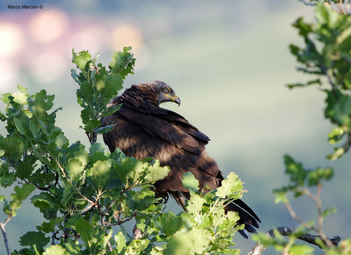 Nibbio bruno su roverella