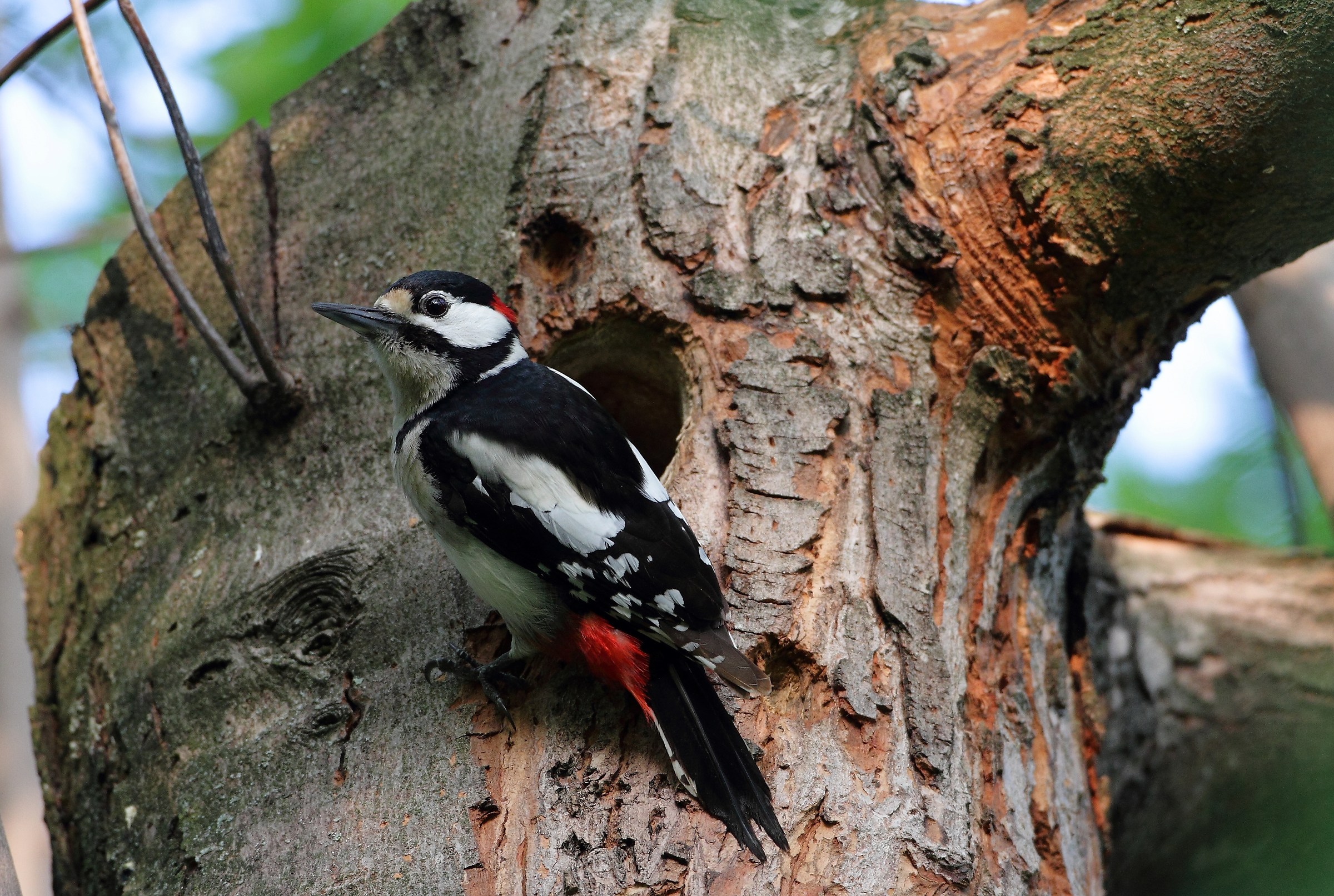 Great Spotted Woodpecker (male)