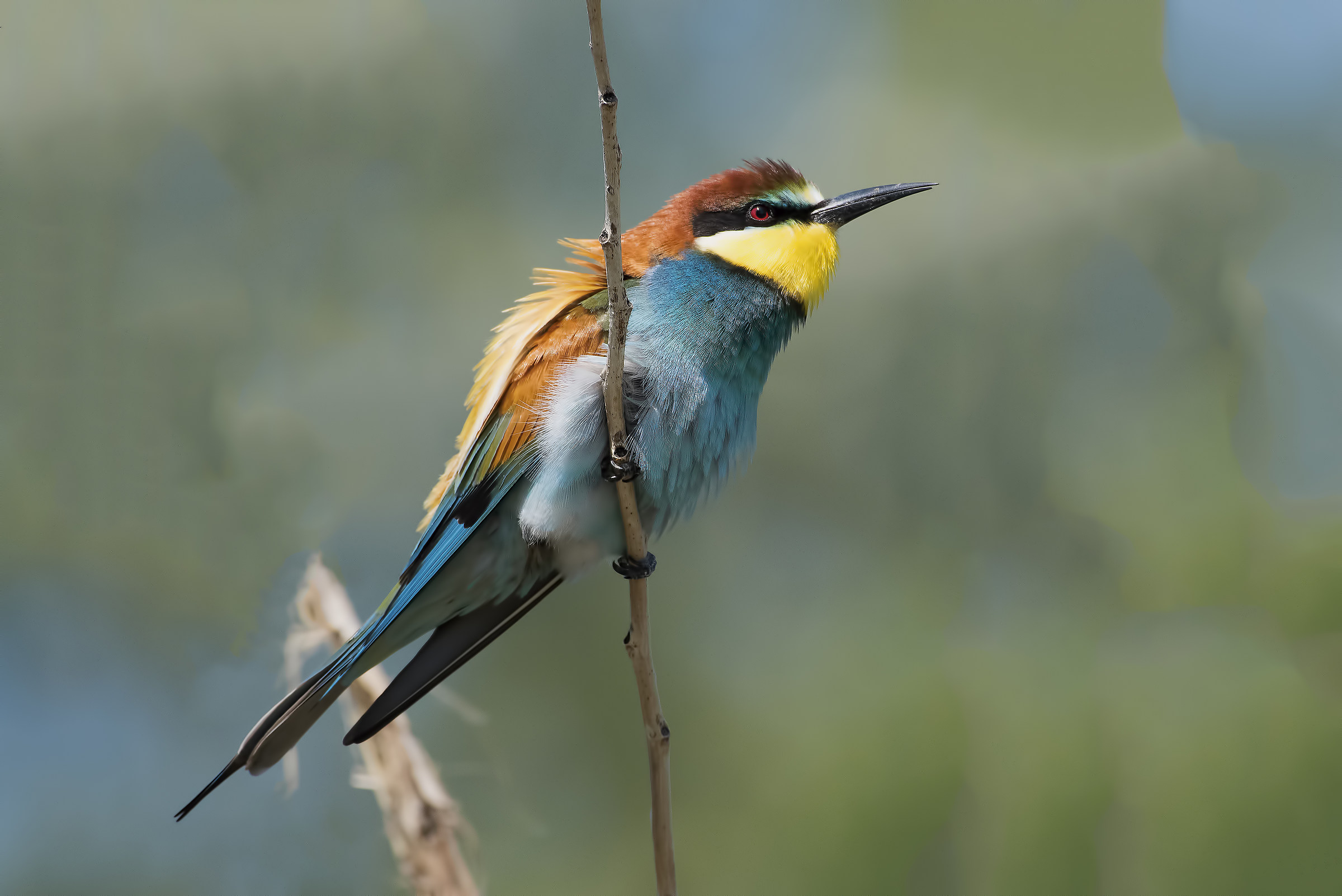 Bee-eater!