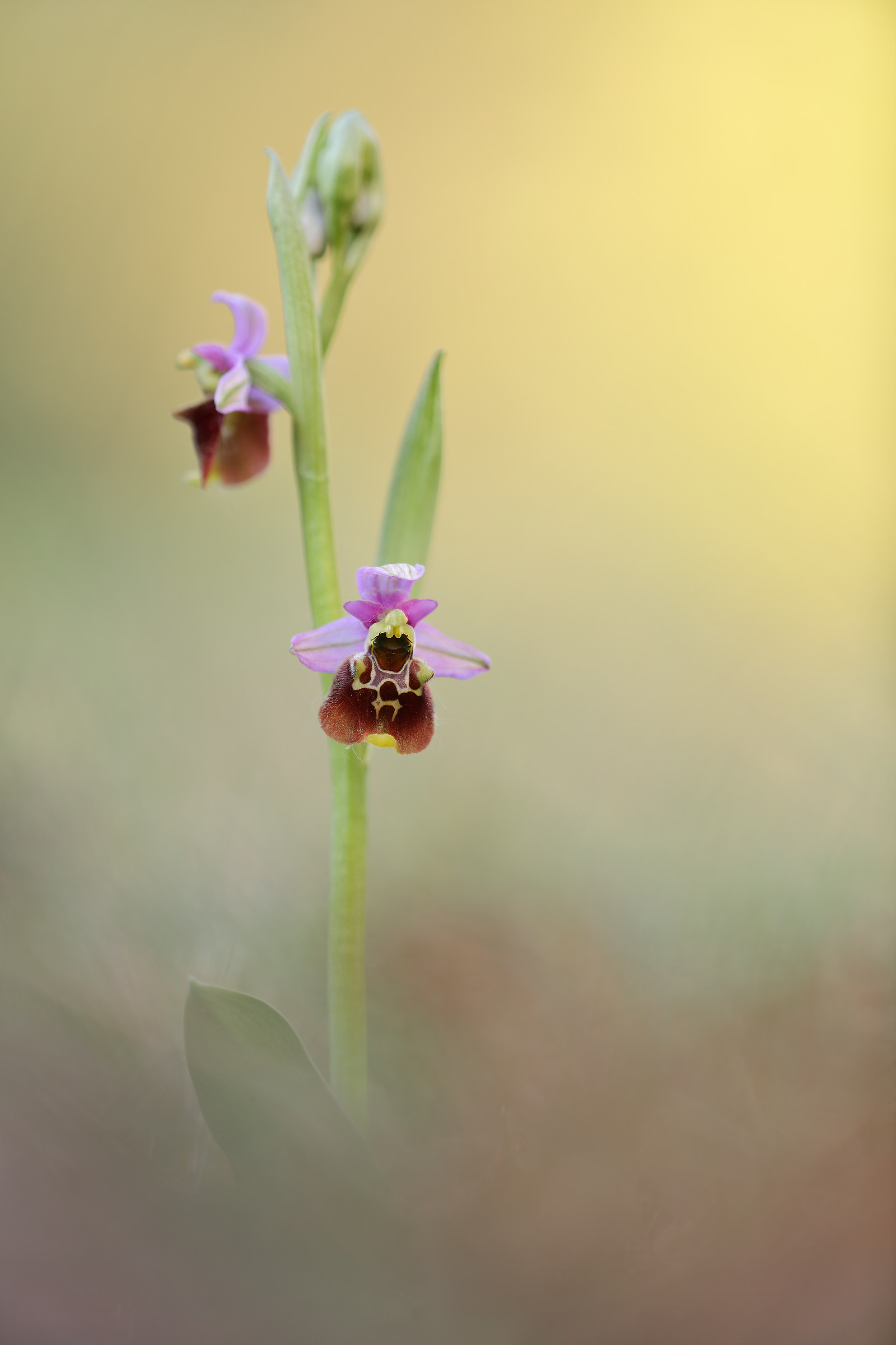 Ophrys appennina