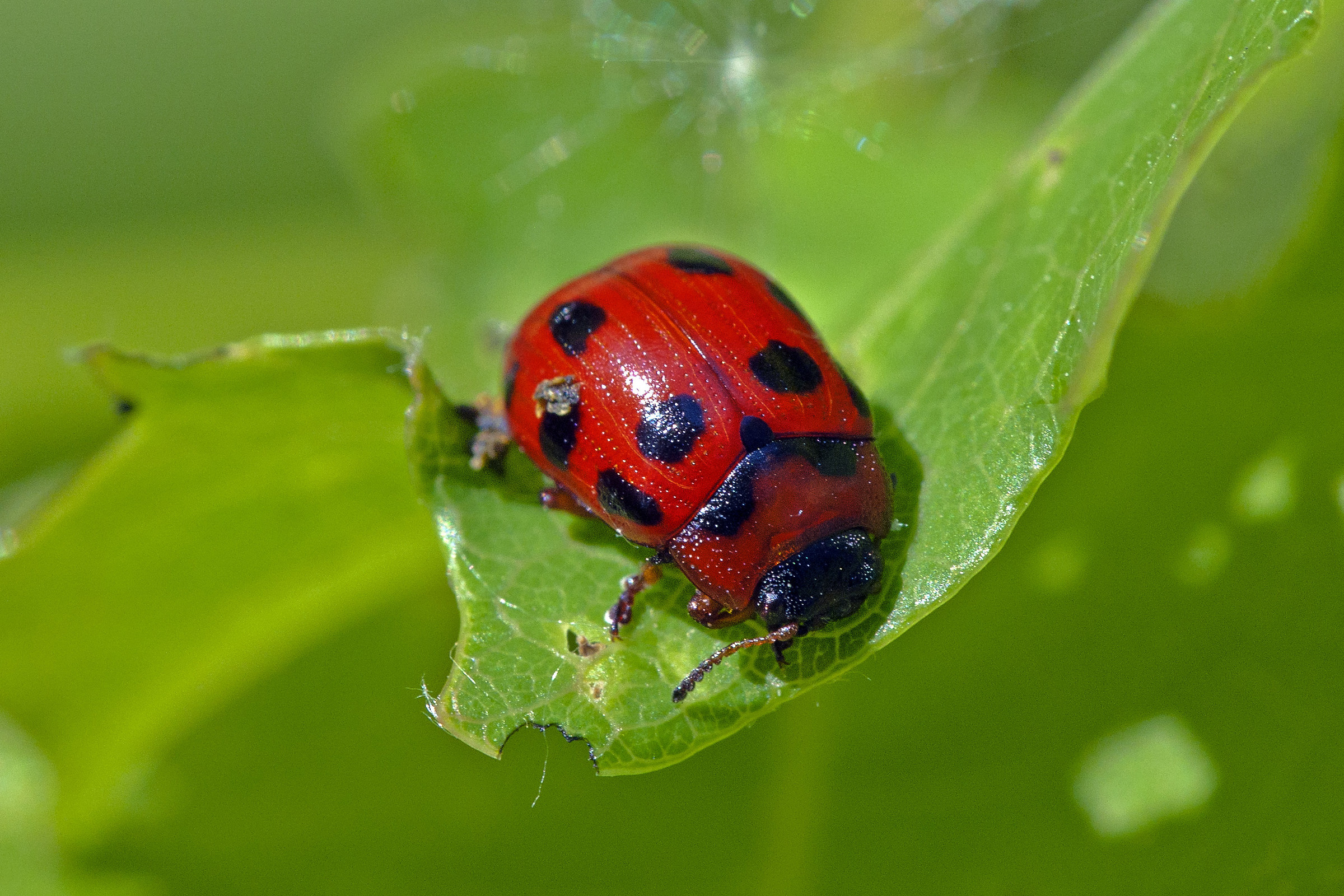 Ladybug