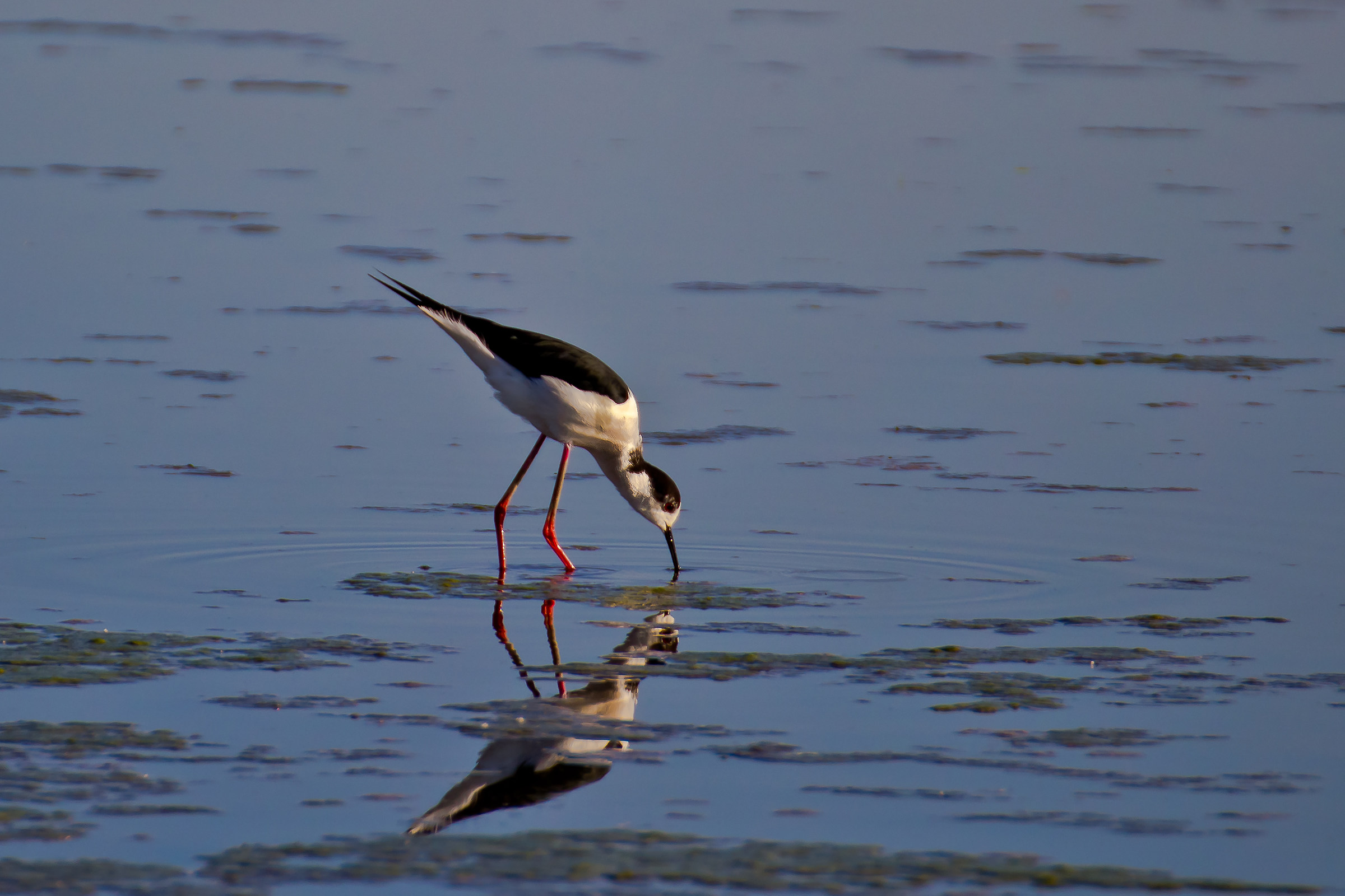 Knight of Italy 2 - Himantopus himantopus