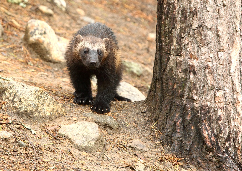 cucciolo di ghiottone