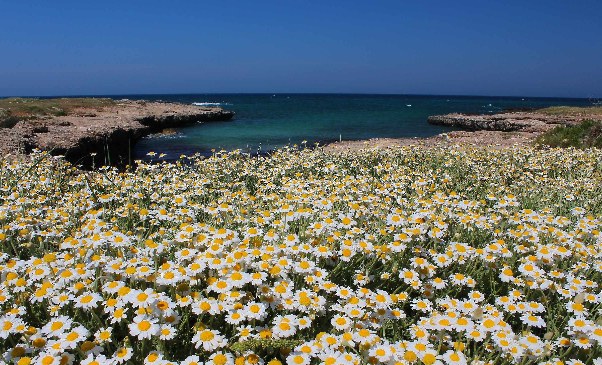 Sea Chamomile